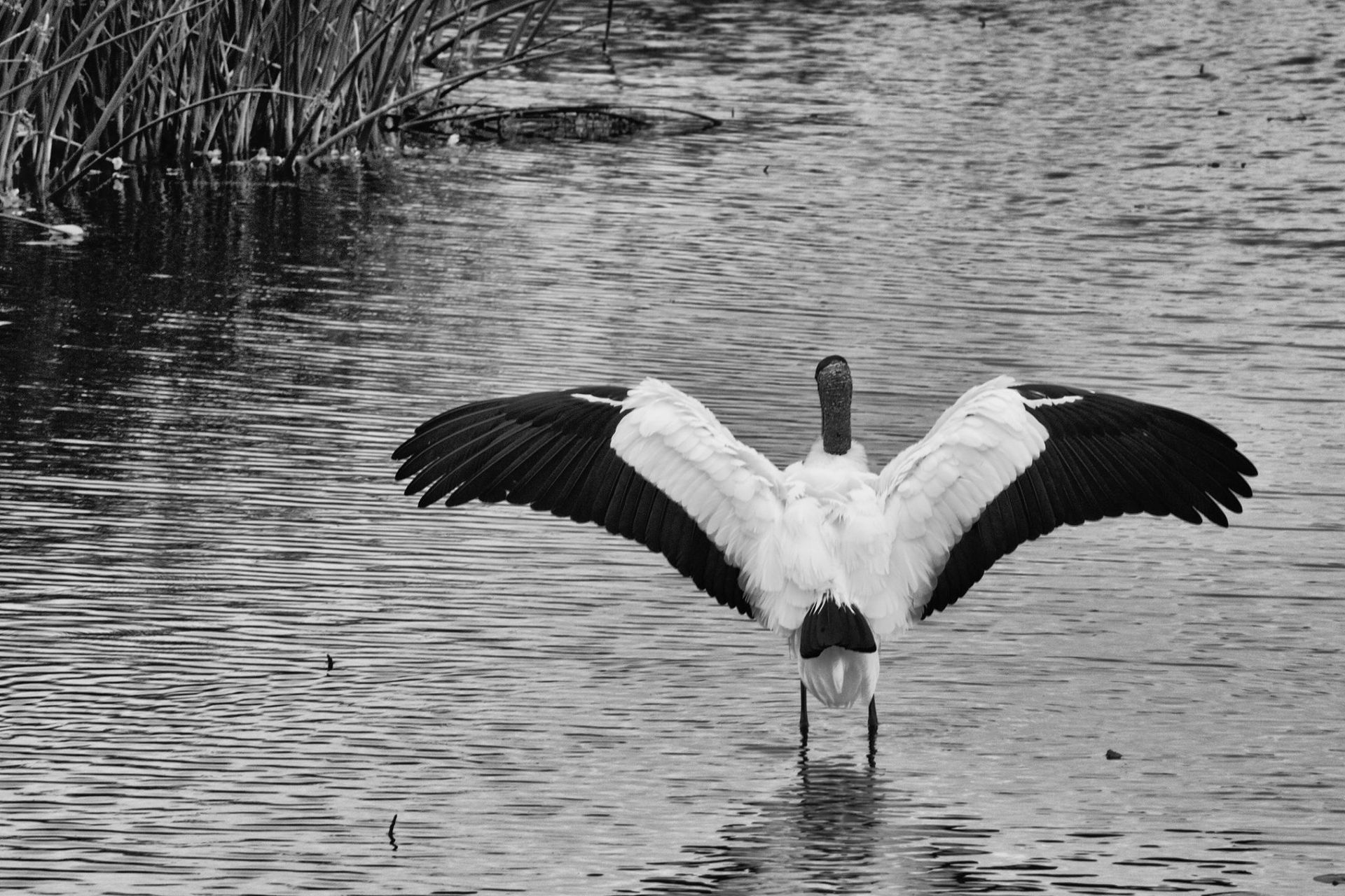 Sweetwater Wetlands Park: Photo Credit to Susannah Peddie from StayGainesville
Wood Stork