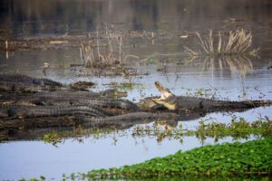 Paynes Prairie