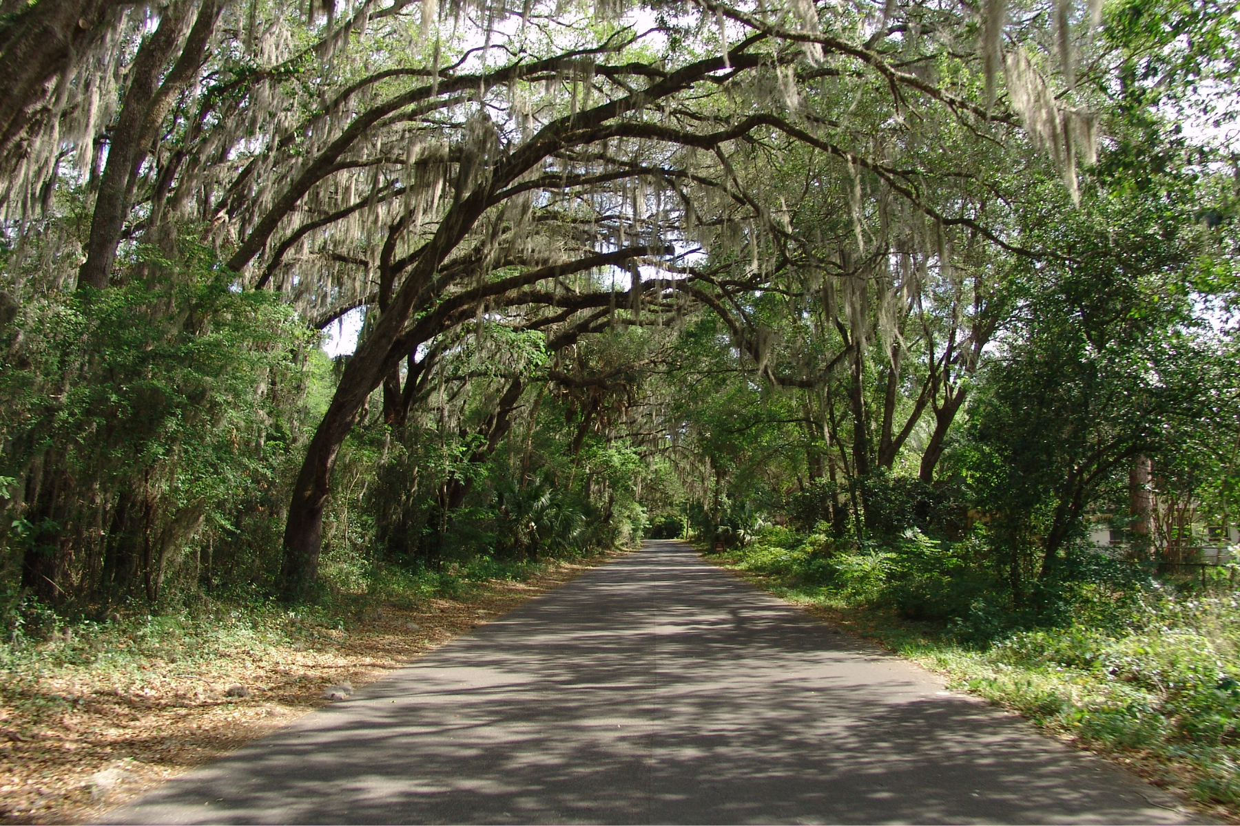 Alachua County COVID-19 Update