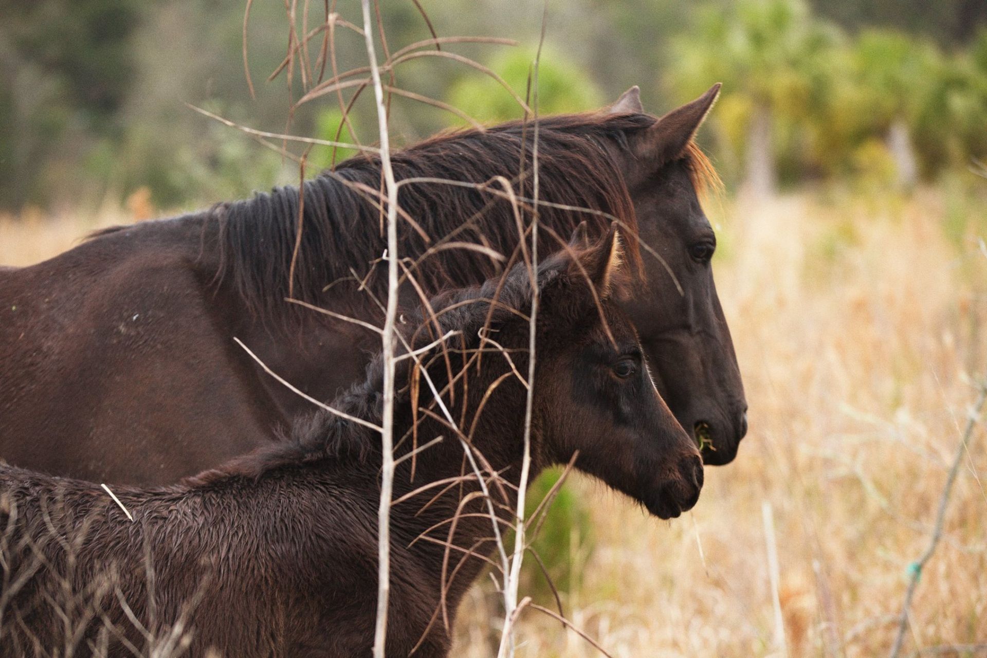 Sweetwater Wetlands Park: Photo Credit to Susannah Peddie from StayGainesville
Paynes Prairie Wild Horses