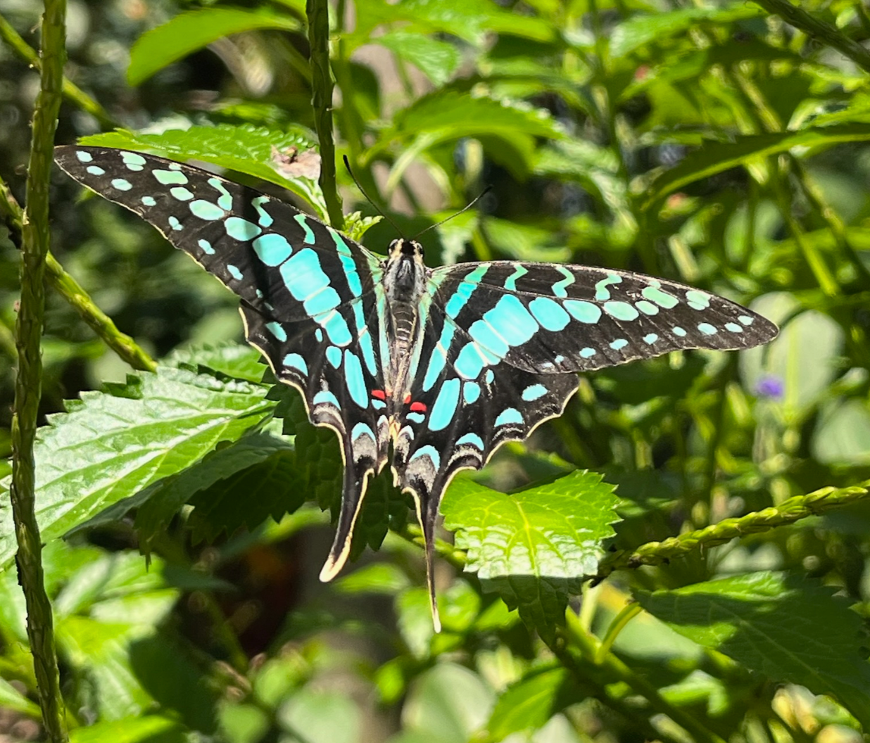 Butterfly at the Butterfly Rainforest