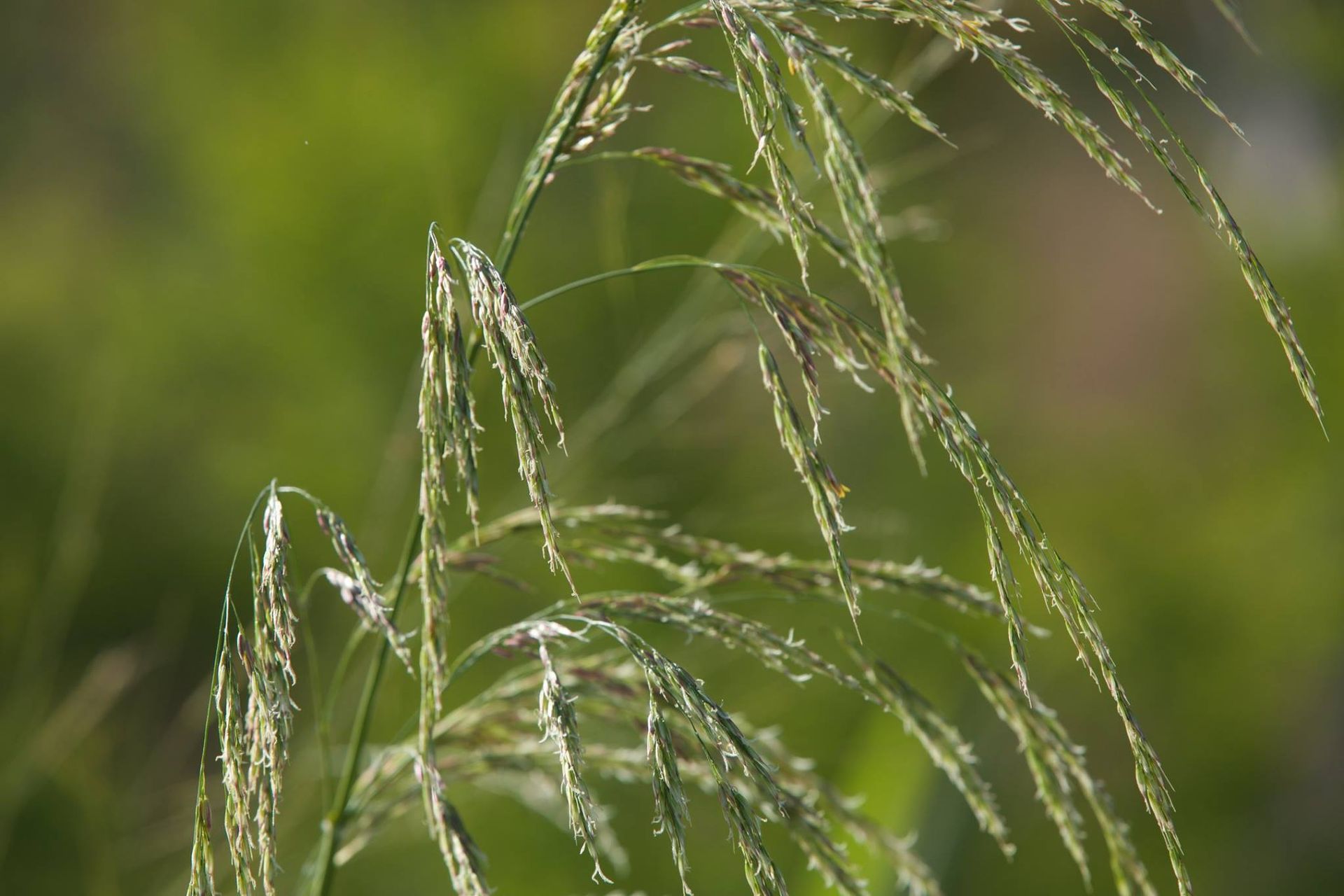 Sweetwater Wetlands Park: Photo Credit to Susannah Peddie from StayGainesville