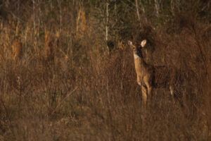 Paynes Prairie