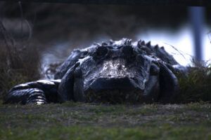 Paynes Prairie