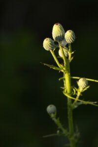 Paynes Prairie