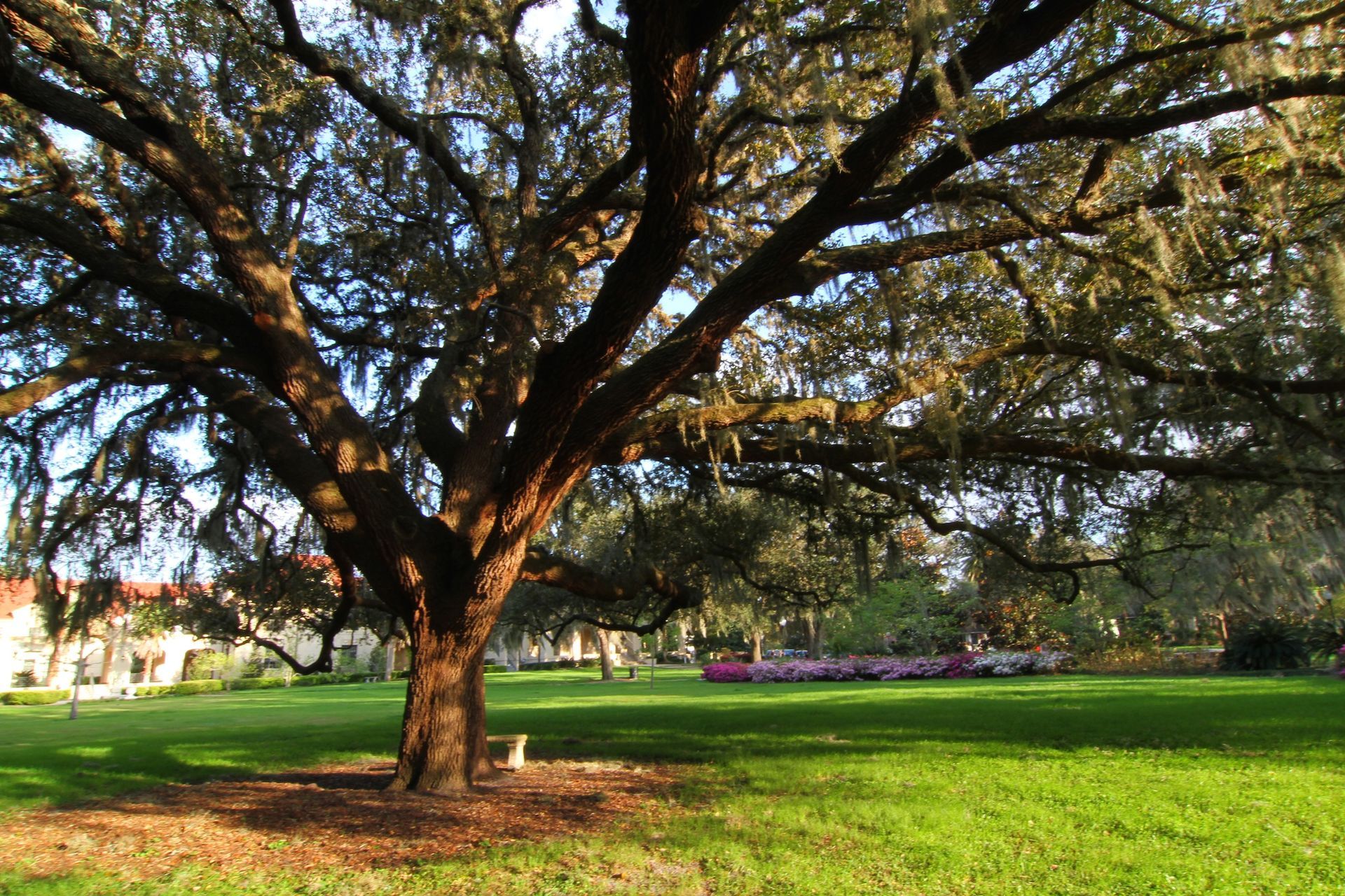 Thomas center outside tree views