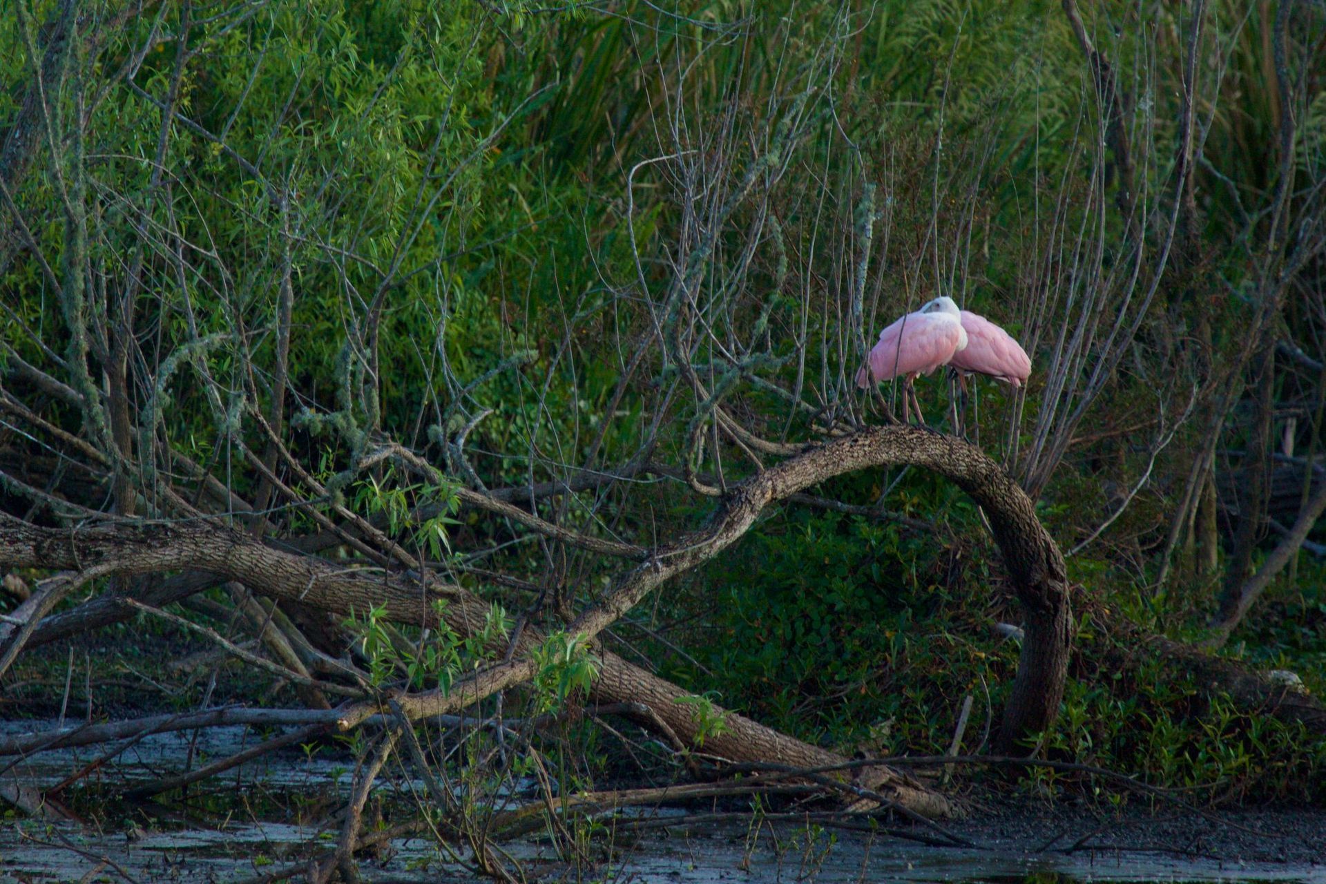 Sweetwater Wetlands Park: Photo Credit to Susannah Peddie from StayGainesville
Roseated Spoonbill
