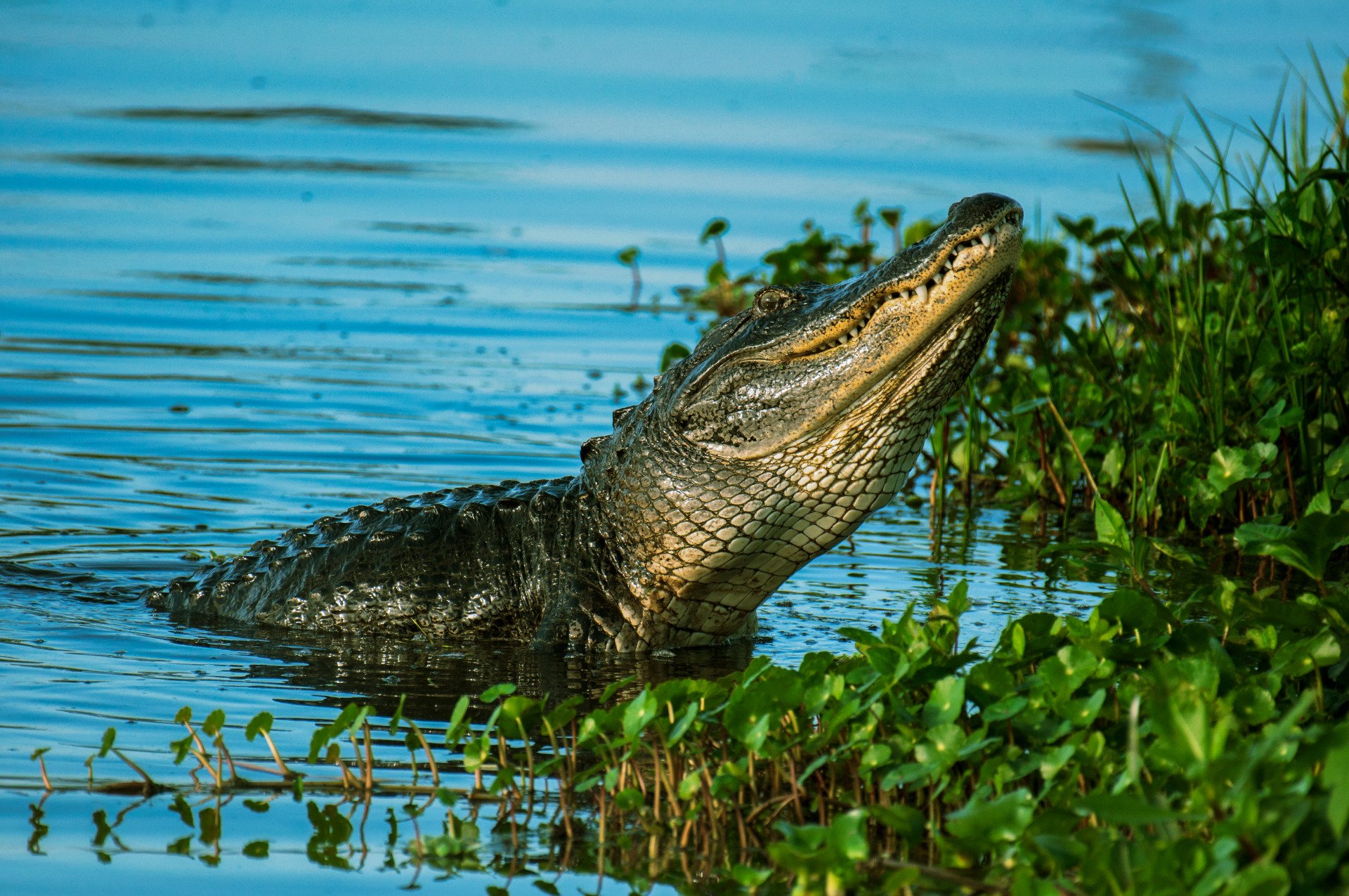 Things to do in Gainesville FL