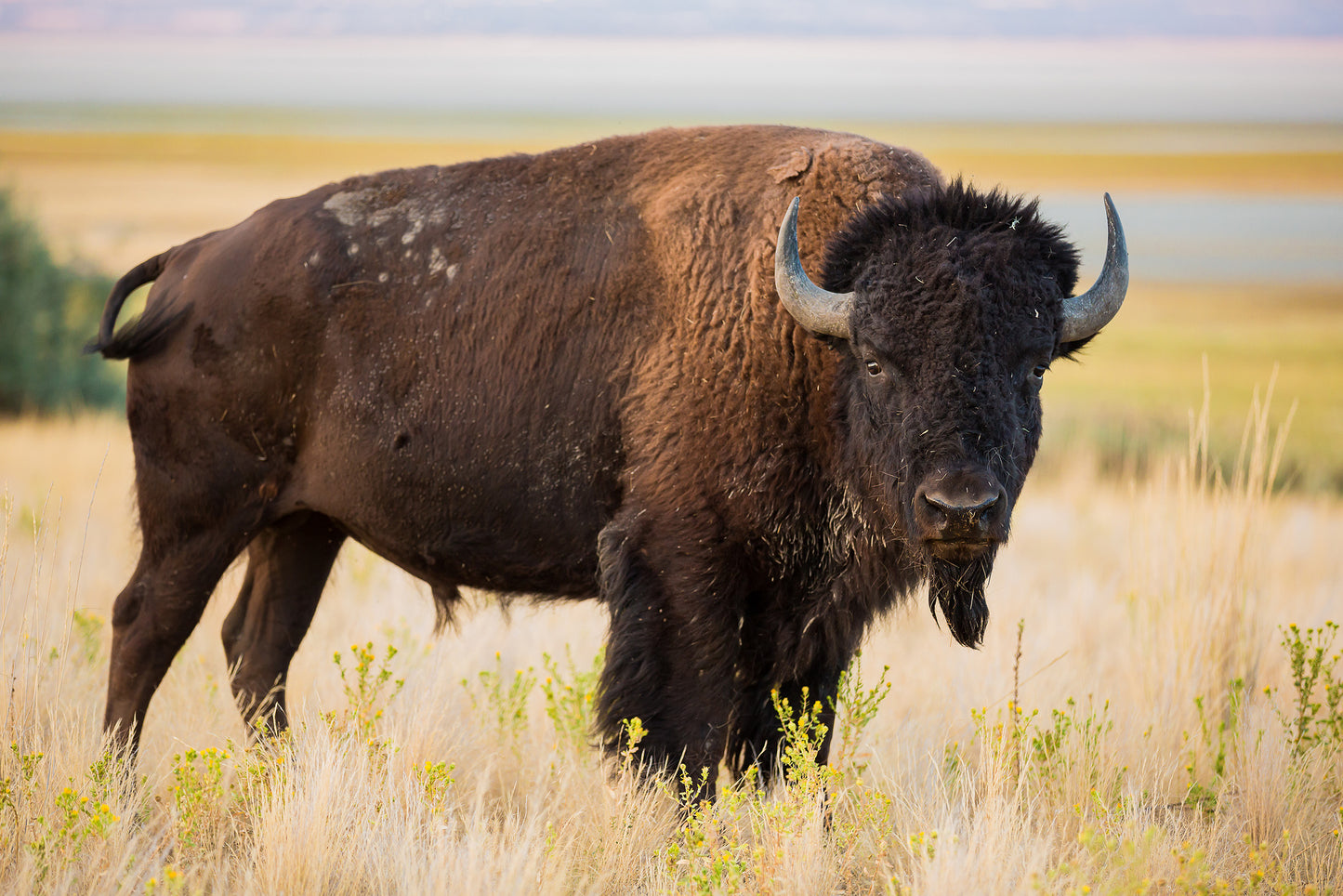Beavers Bend Safari Park bison