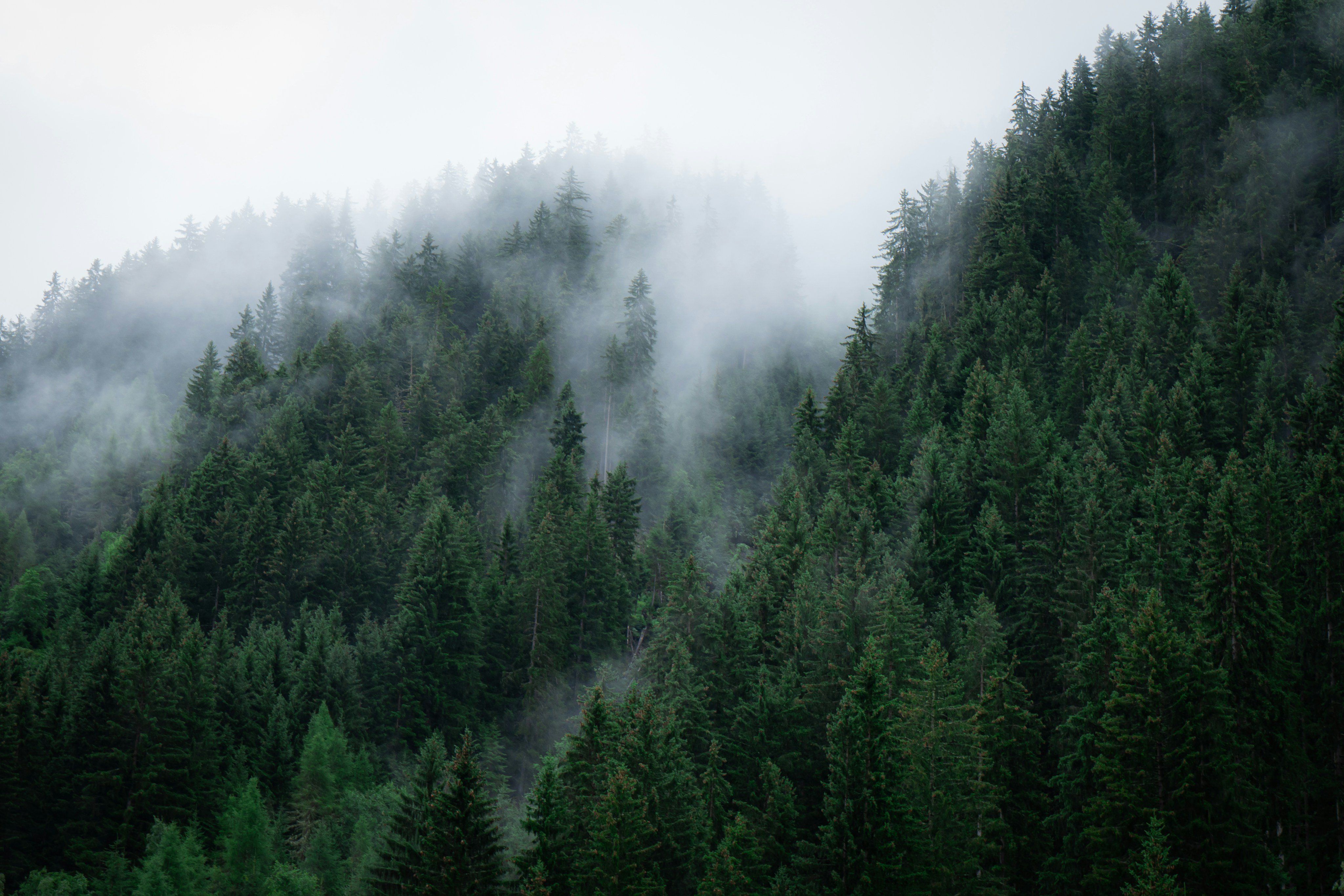 Misty pine forest hillside near Beavers Bend, McCurtain County Oklahoma