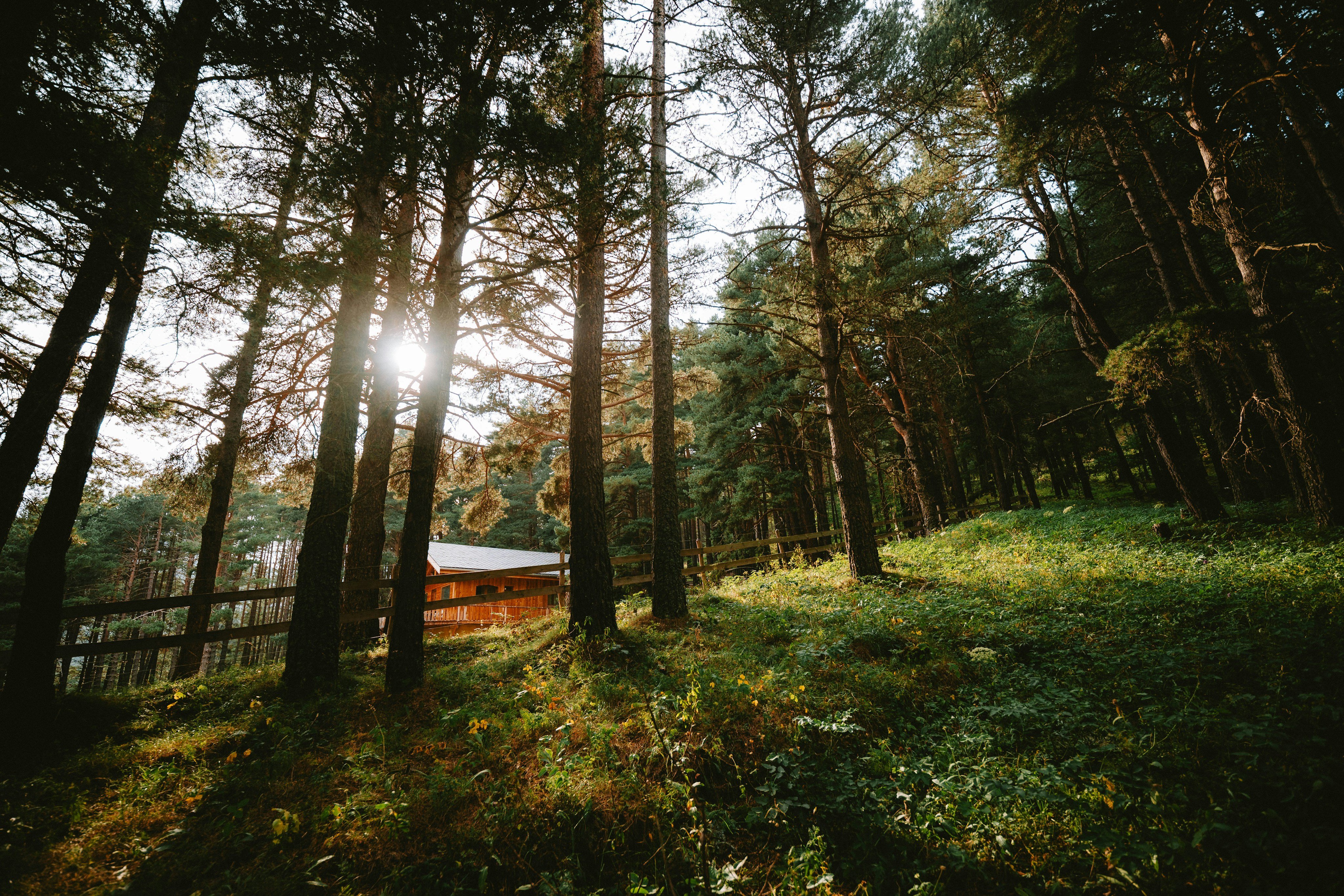 Cabin nestled among tall pines in golden forest light