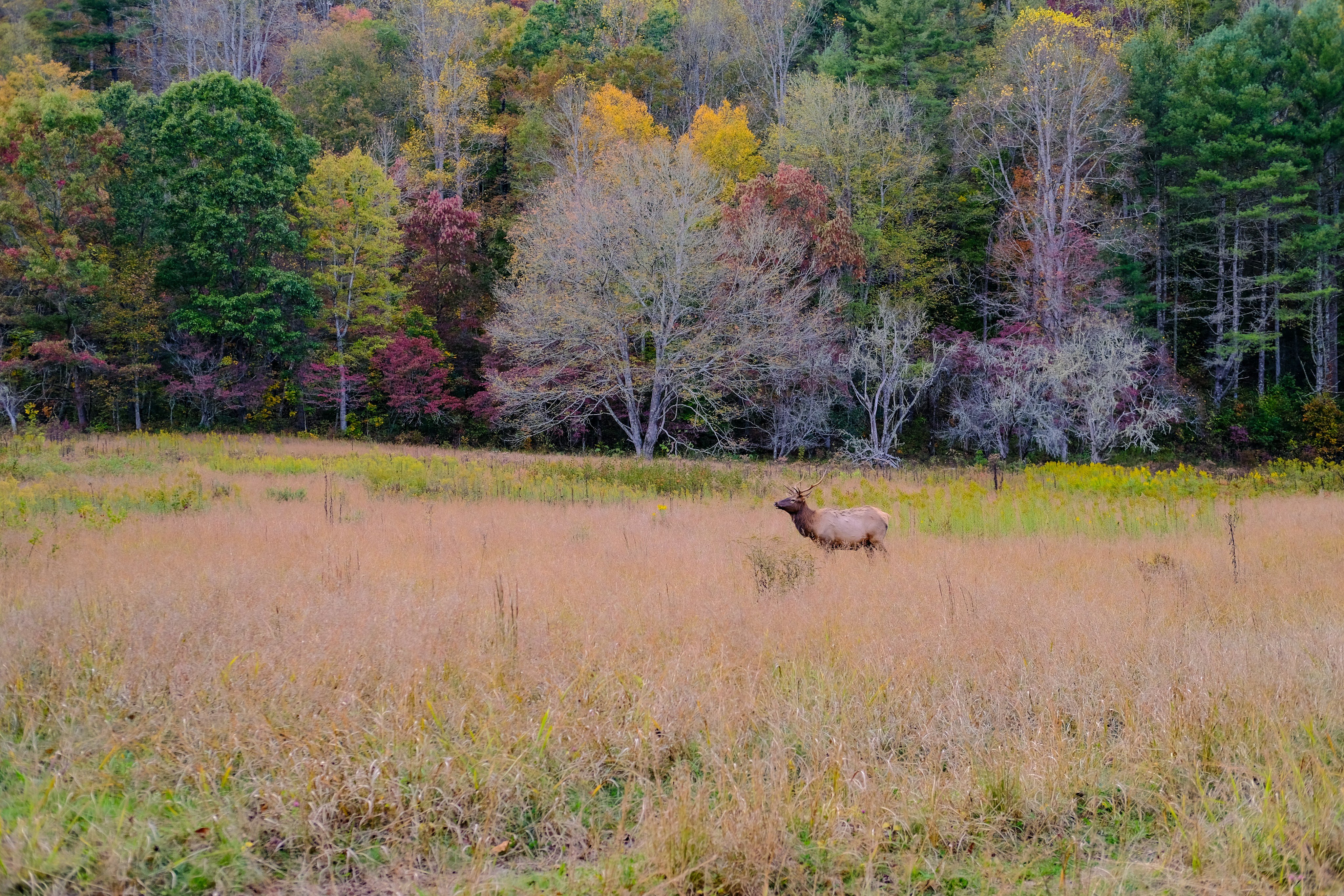 Elk in an autumn meadow at the edge of the Bighorn Mountains