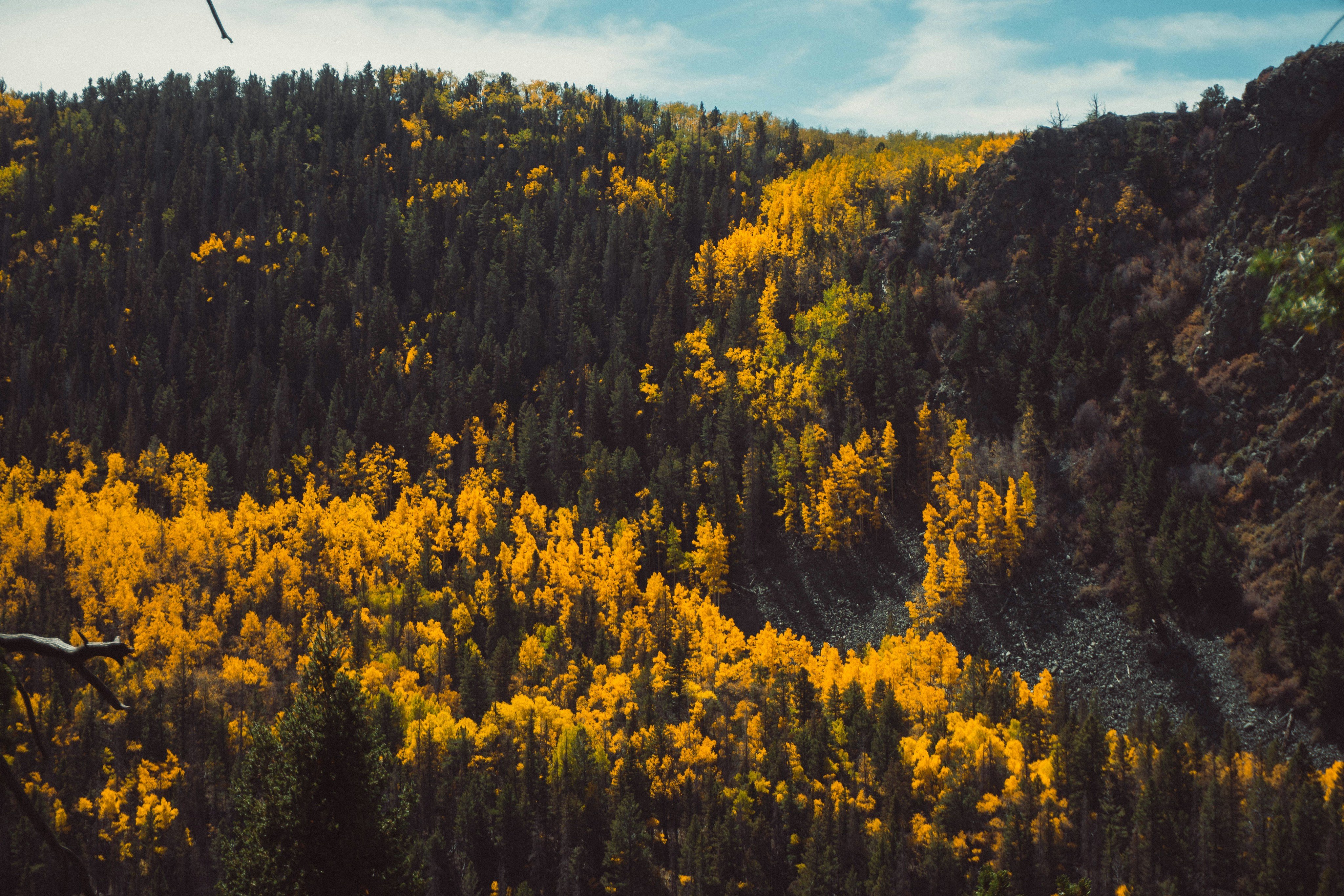 Autumn aspens and pine forest on Wyoming mountain slopes