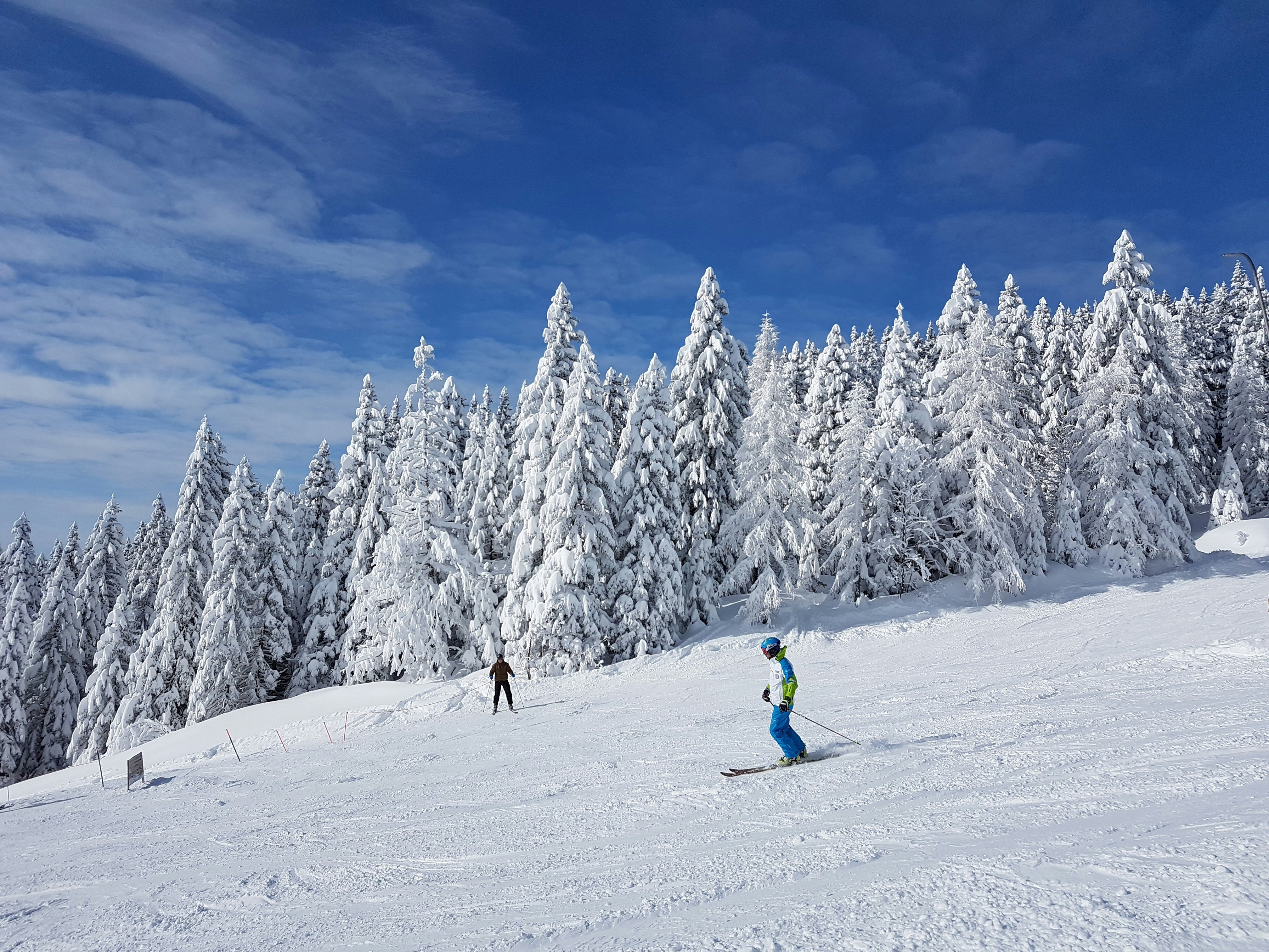 Skiers on a groomed run lined with snow-covered pines