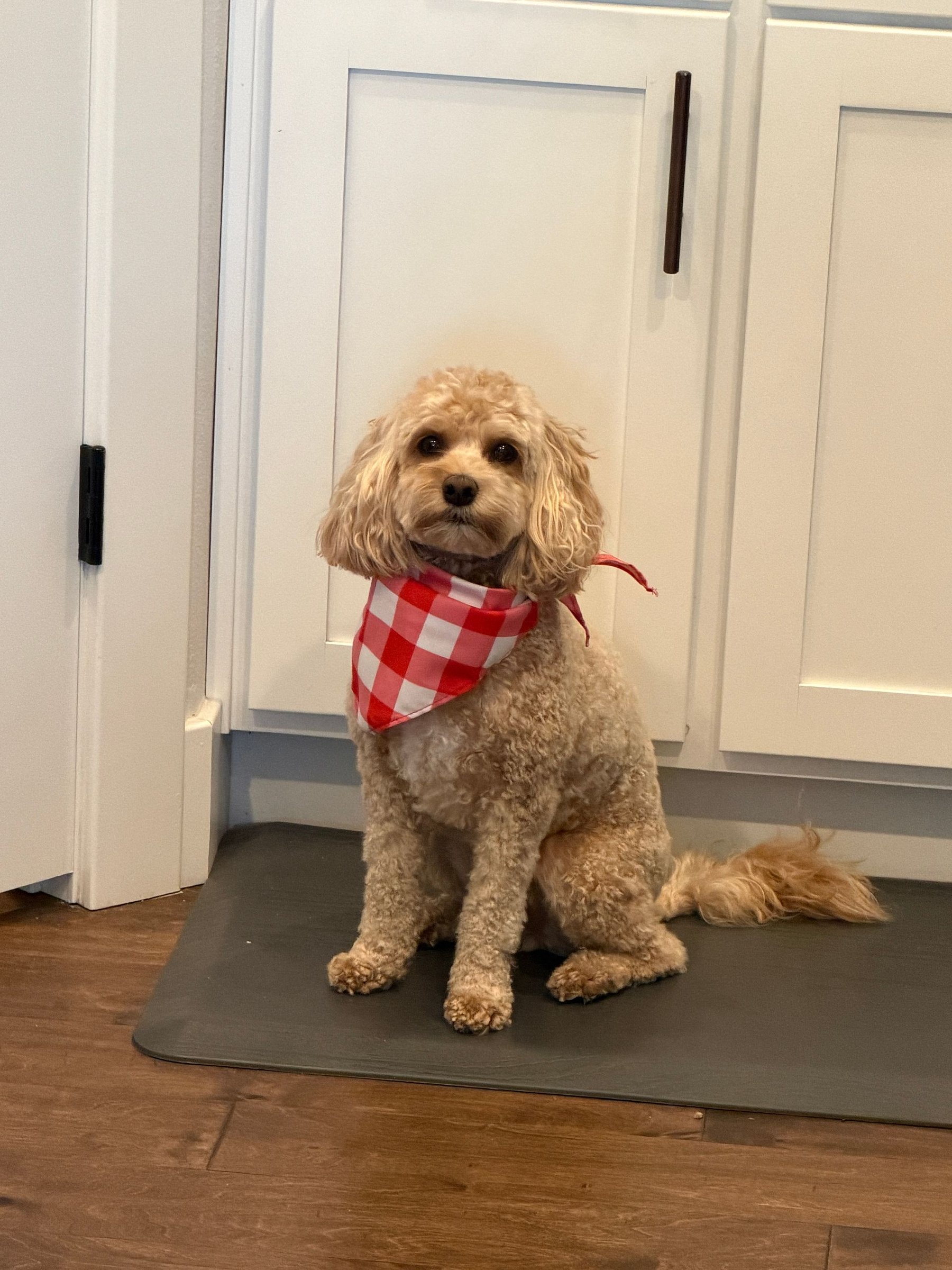 Small dog inside pet friendly romantic condo in Branson Missouri