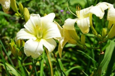 image003