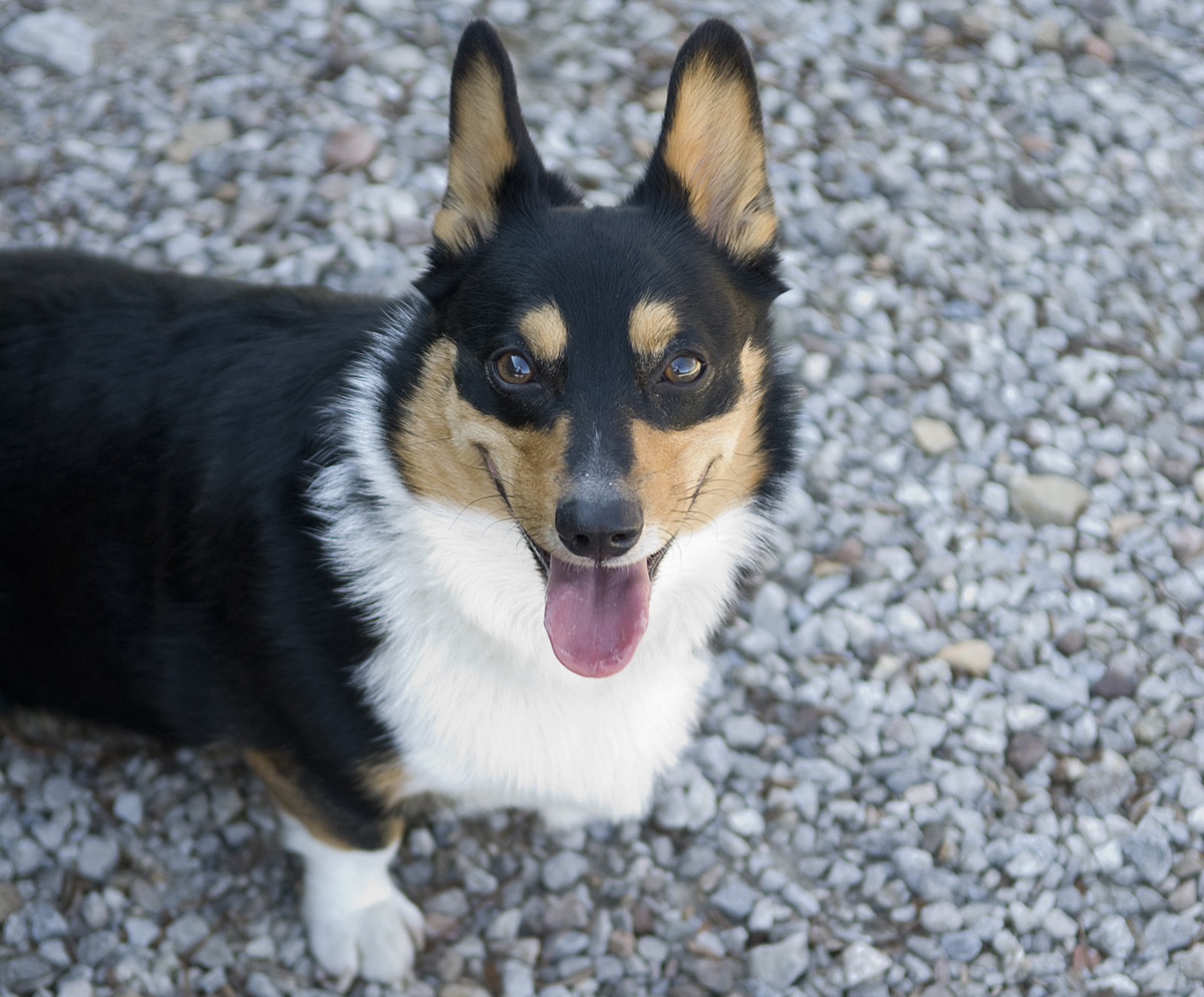 Hocking Hills Pet Friendly Cabins