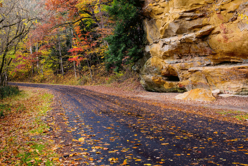 Fall Driving