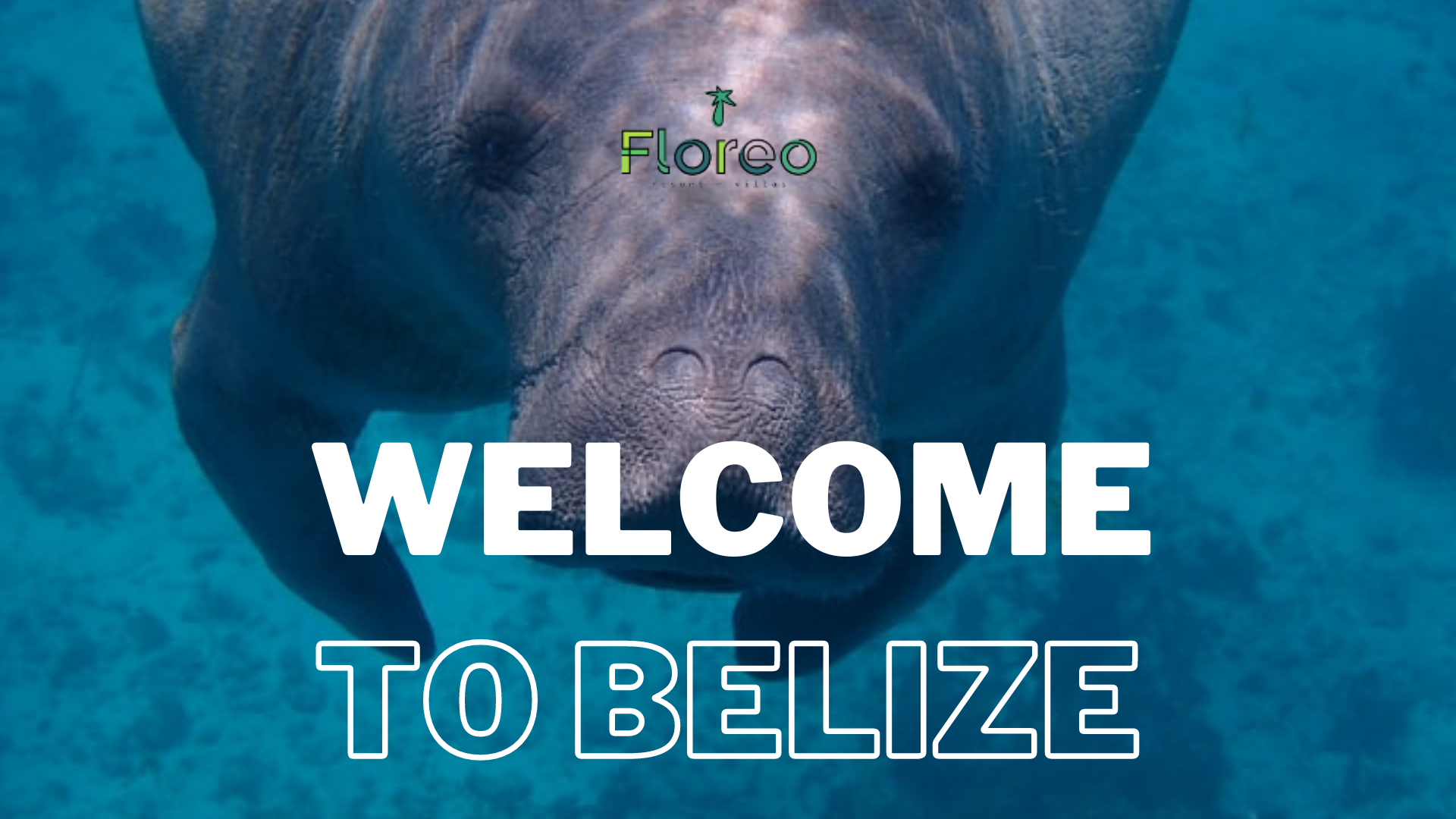 A manitee welcoming you to Ambergris Caye Belize