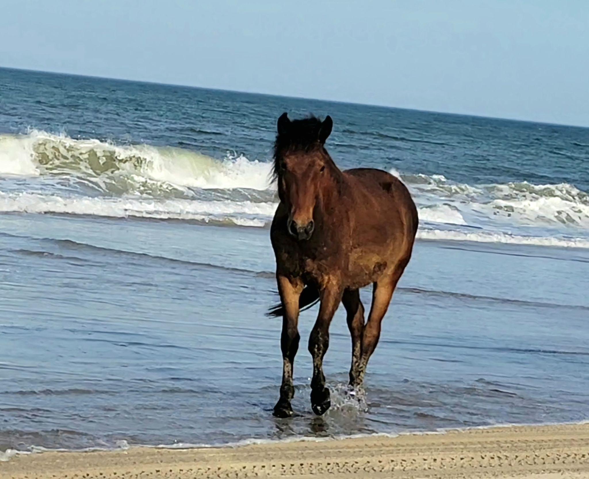 Corolla Wild Horses on the beach