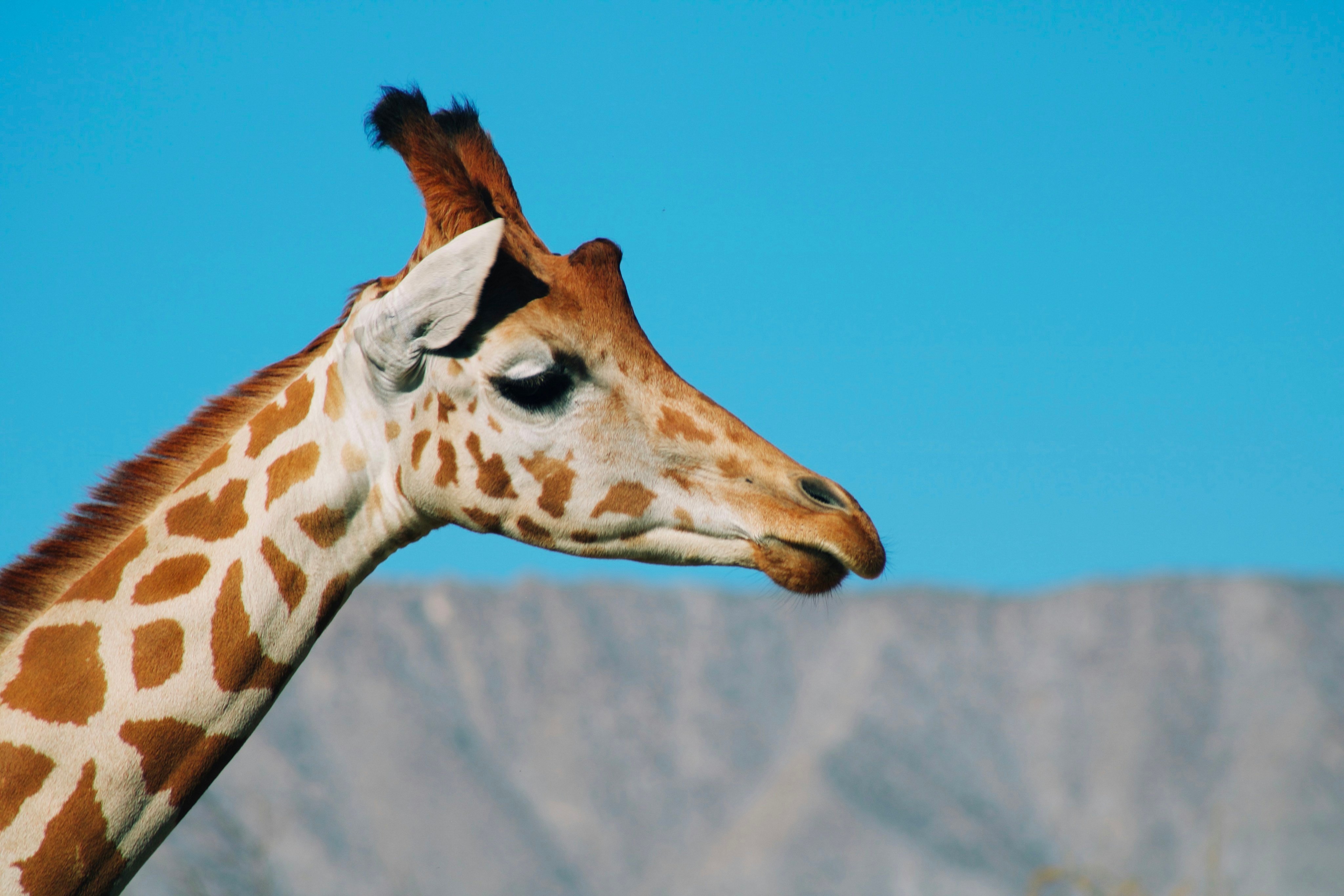 Giraffe against blue sky and desert mountains