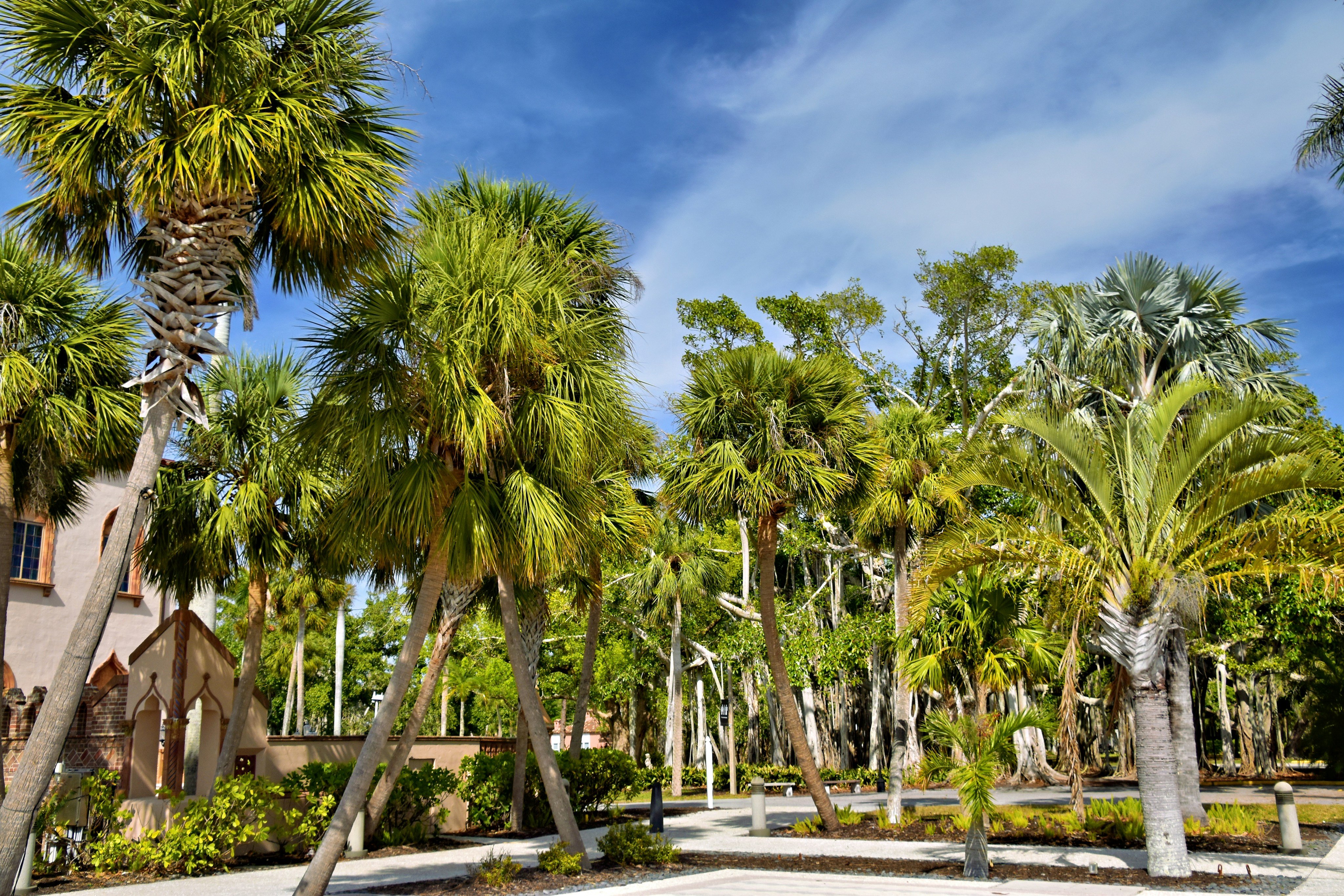 St. Armands Circle palm trees