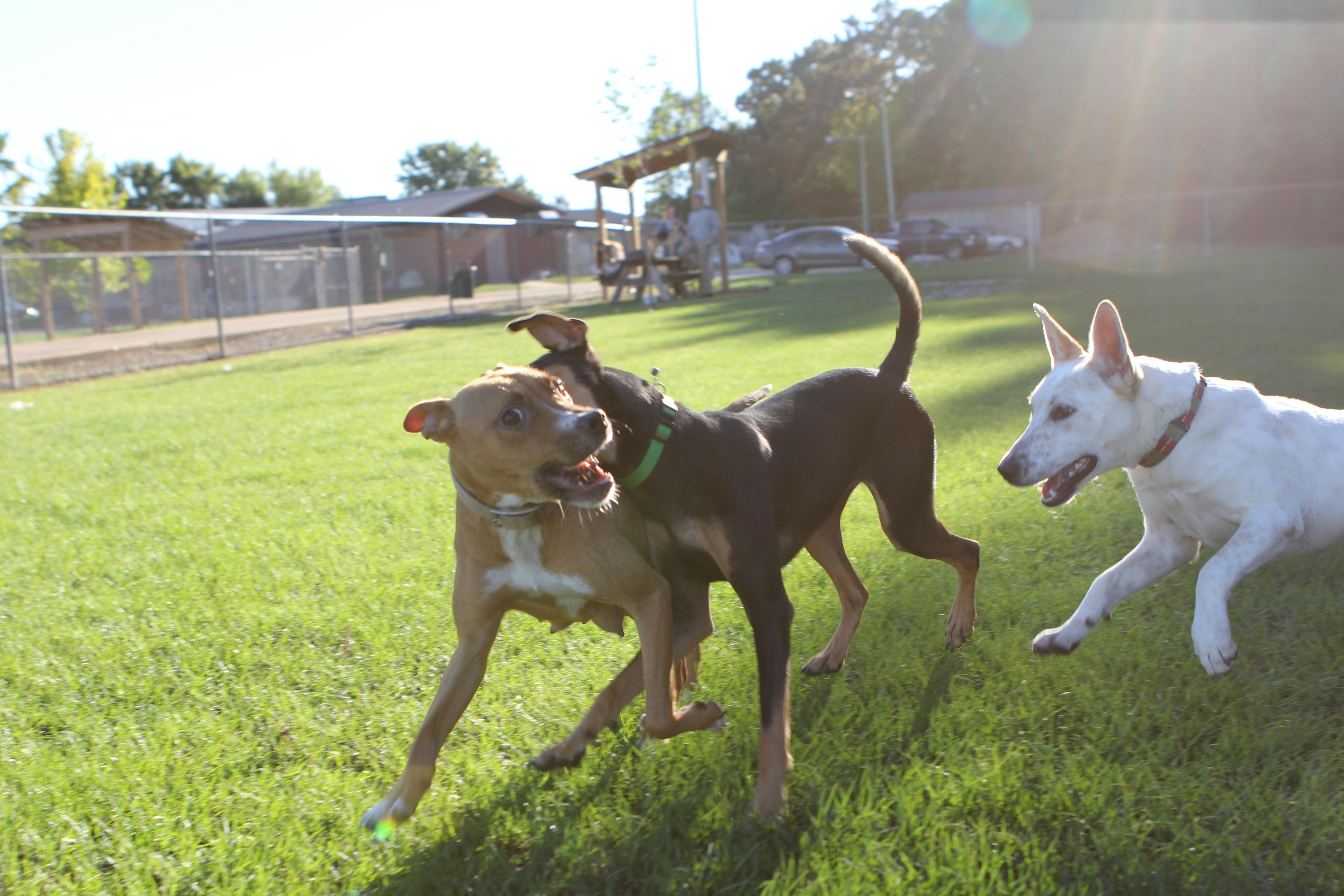 Dogs playing at off-leash dog park