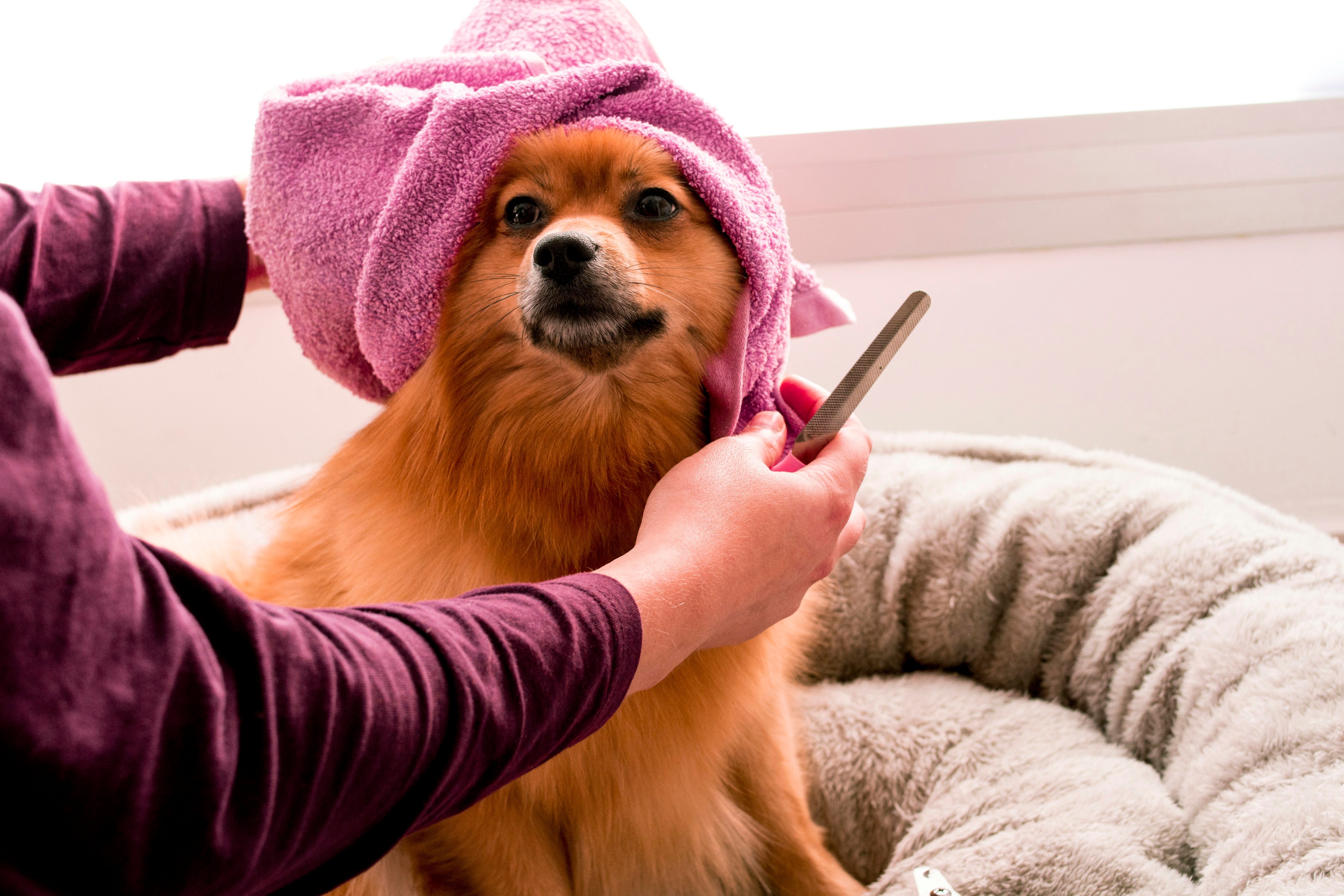 Dog being groomed