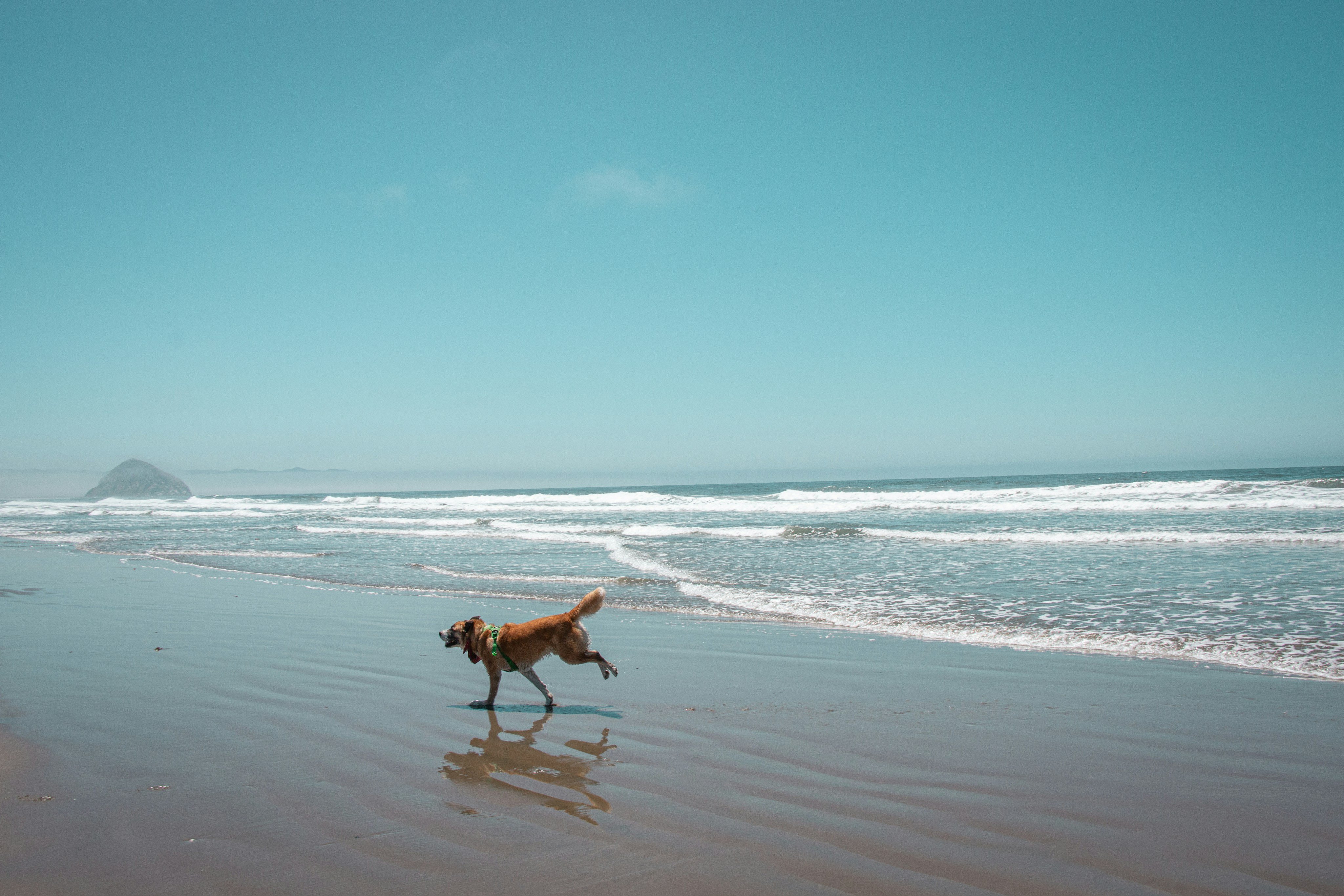 Dog running on beach