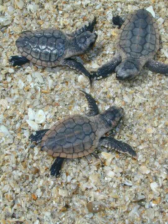 Newly hatched sea turtles making their way to the Gulf of Mexico