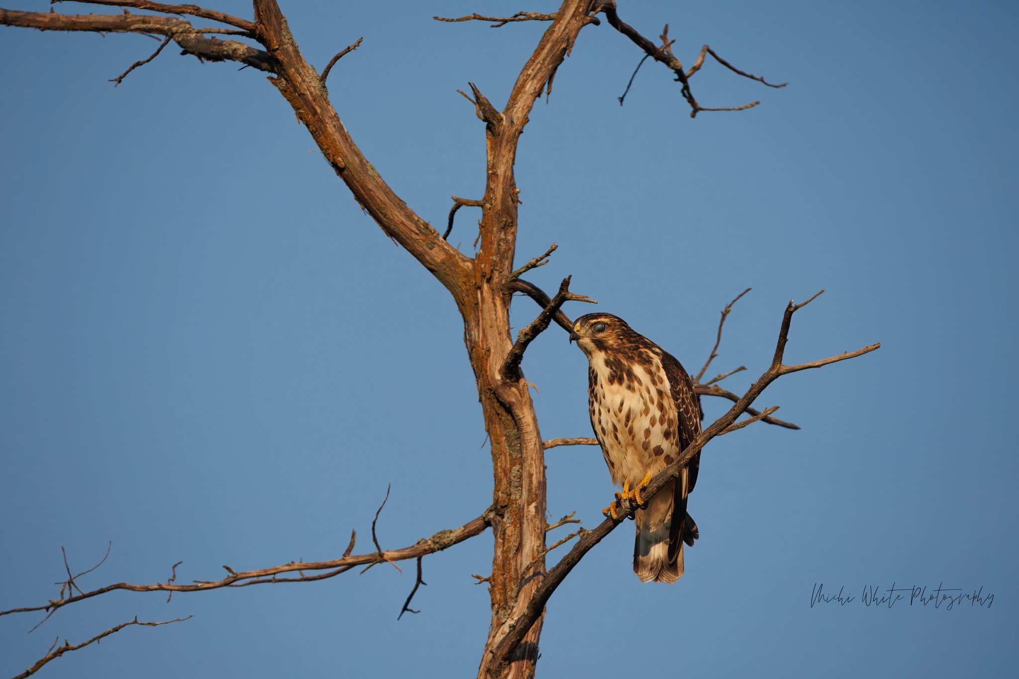 Hawk Photo In WMWR