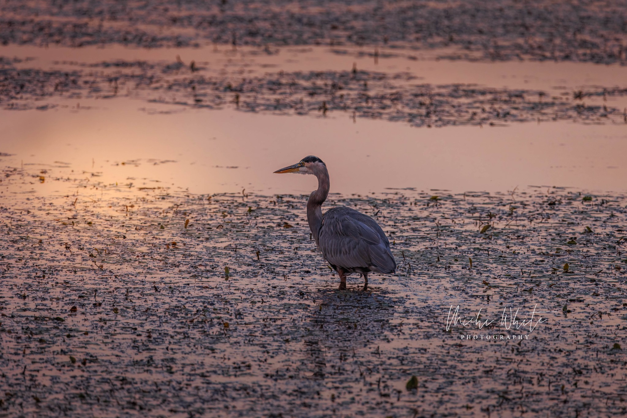 Bird Sighting in the Wichita Mountains Wildlife Refuge