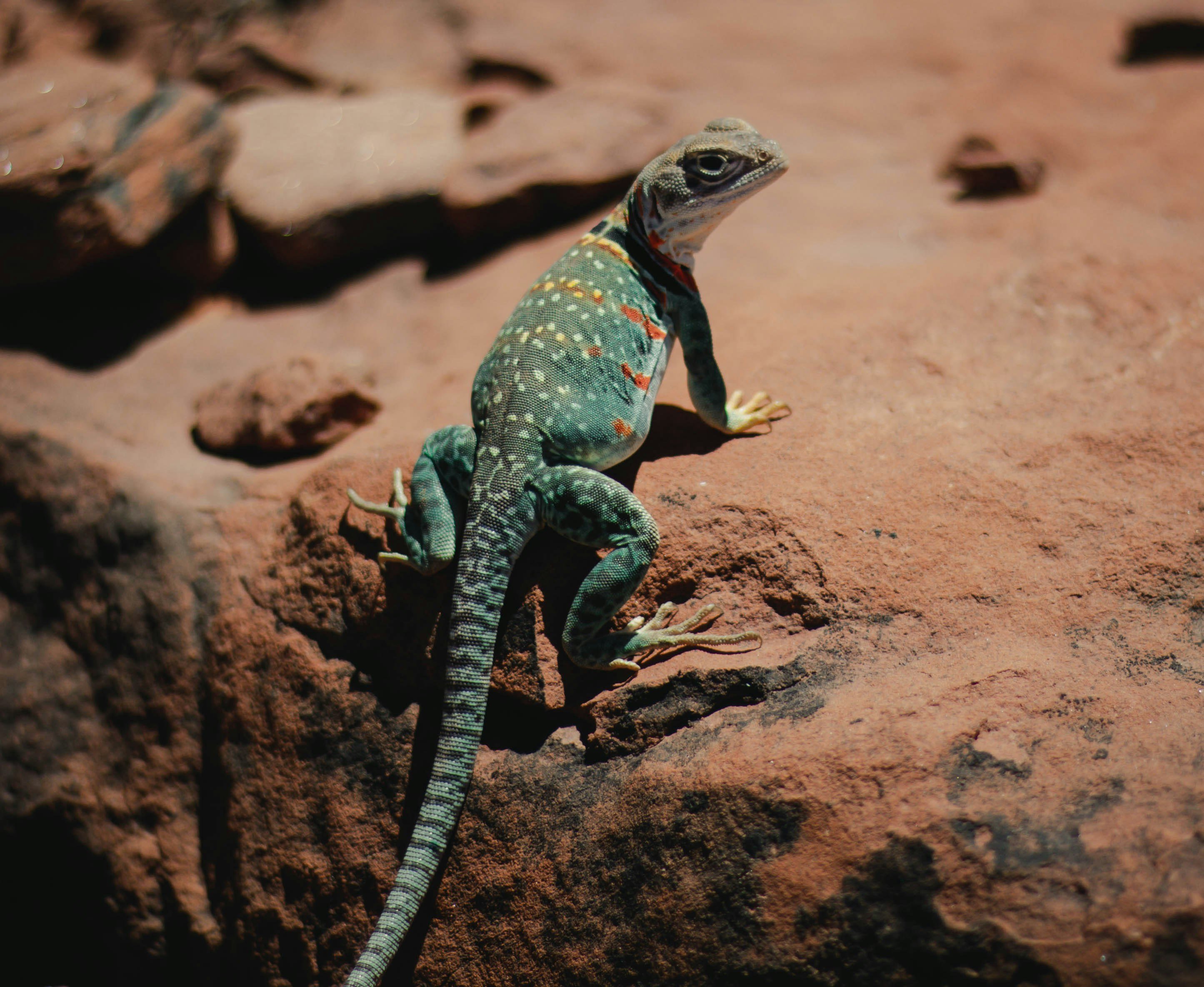 Collared lizard on red Oklahoma sandstone