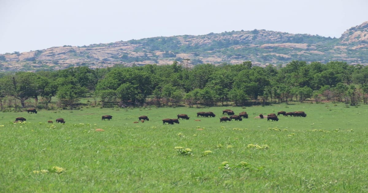 Bison At the Wichita Mountains Wildlife Refuge