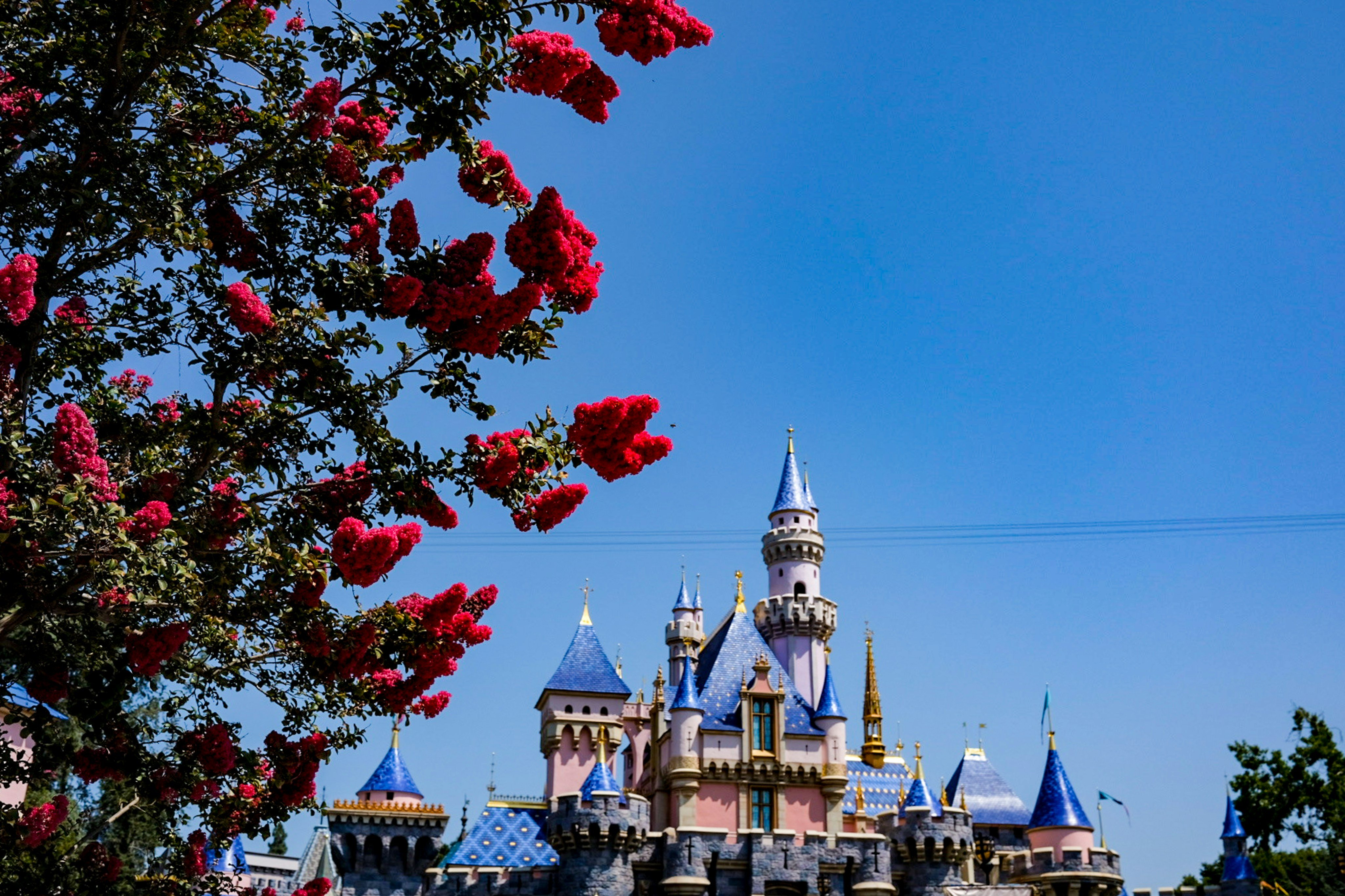 Sleeping Beauty Castle at Disneyland through red blossoms