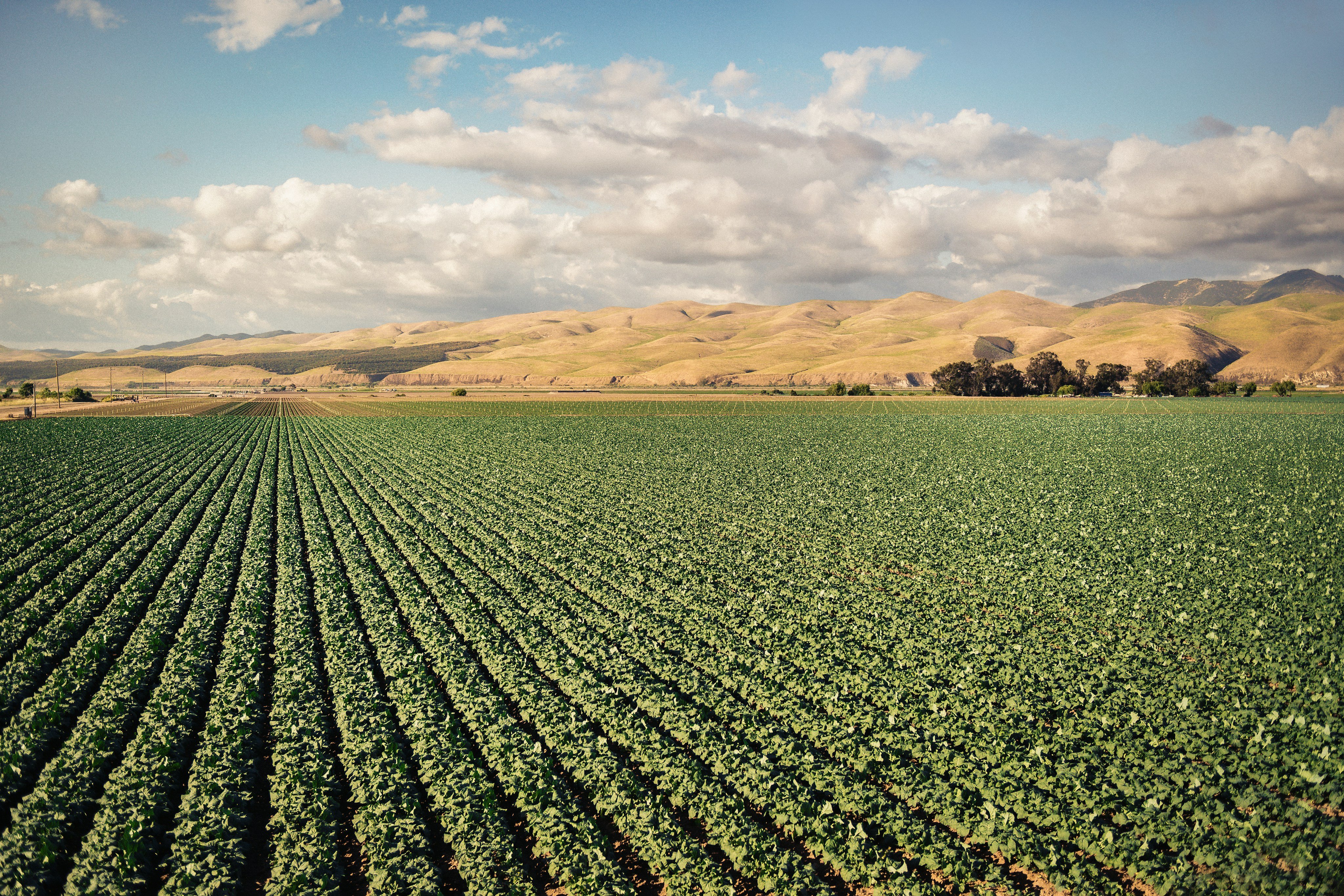 Row crops stretching across the Santa Maria Valley under a wide California sky