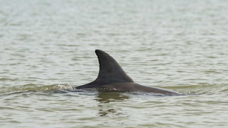 Dolphin Watching