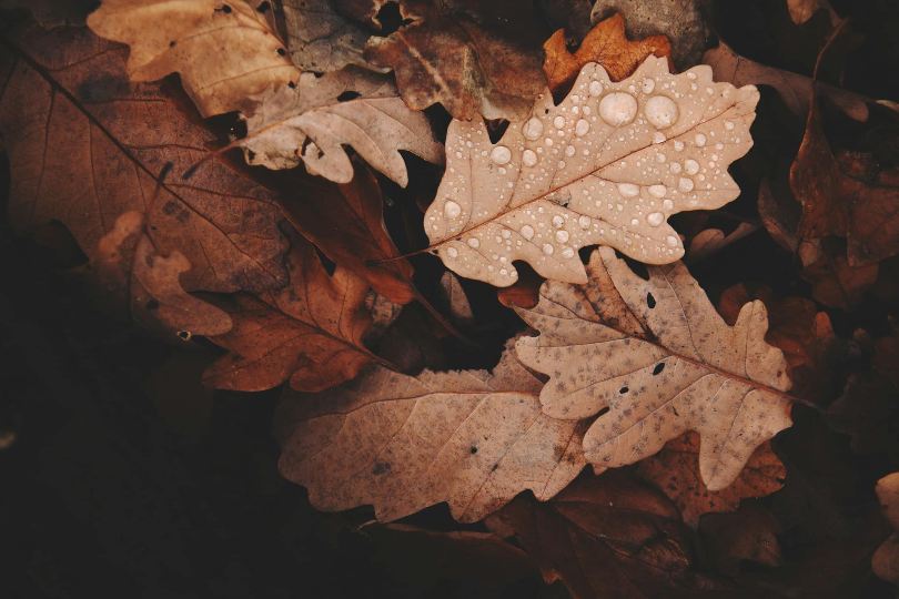 Top Fall Events in Big Bear
