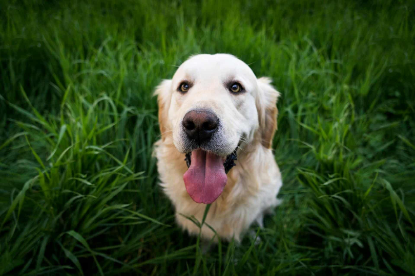 Planning a Pet-Friendly Getaway in Big Bear
