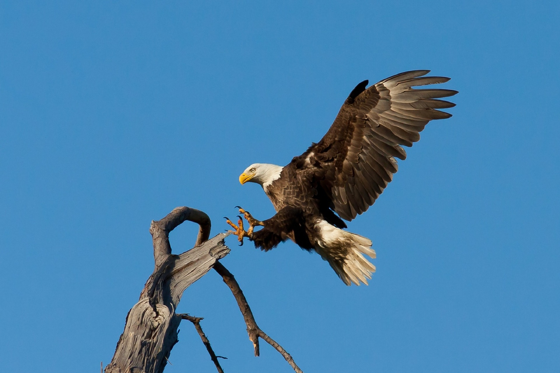 Big Bear Birds – Birding in Big Bear