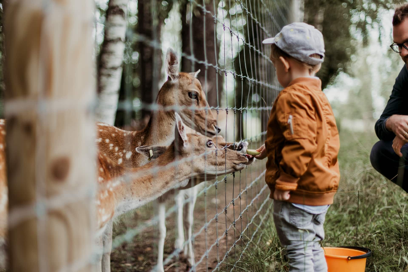 Come Experience the Big Bear Alpine Zoo During Your Trip to Big Bear