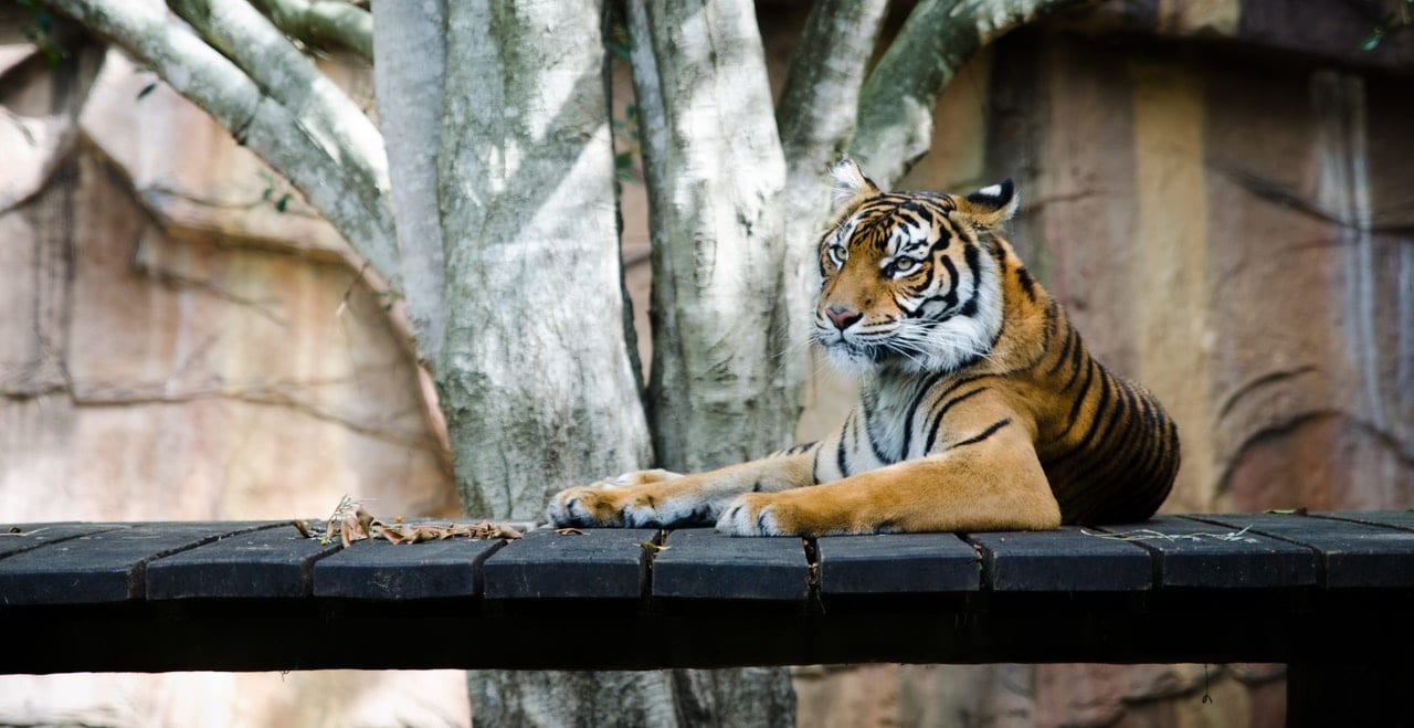 Big Bear Lake Zoos