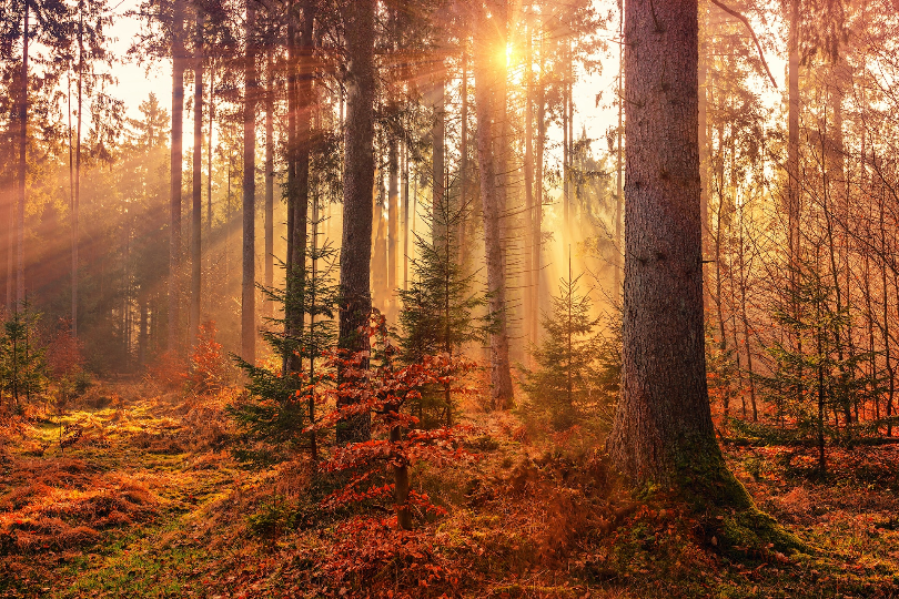 Budget-Friendly Fall Activities in Big Bear