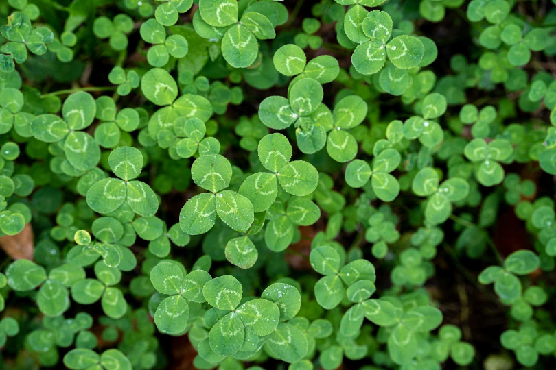 Celebrate St. Patrick’s Day in Big Bear