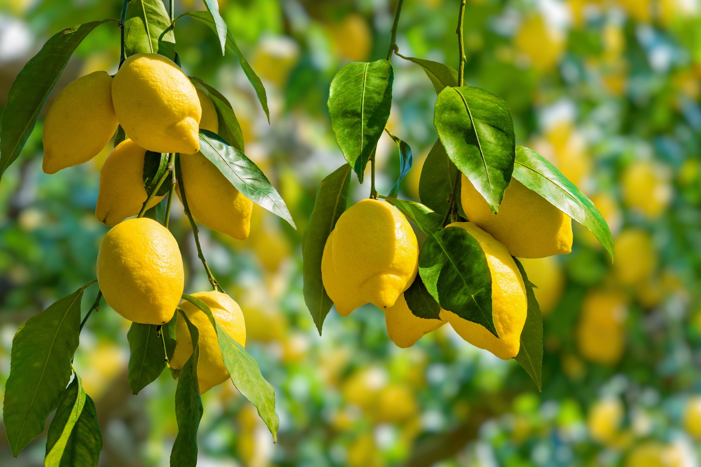 Meyer Lemon