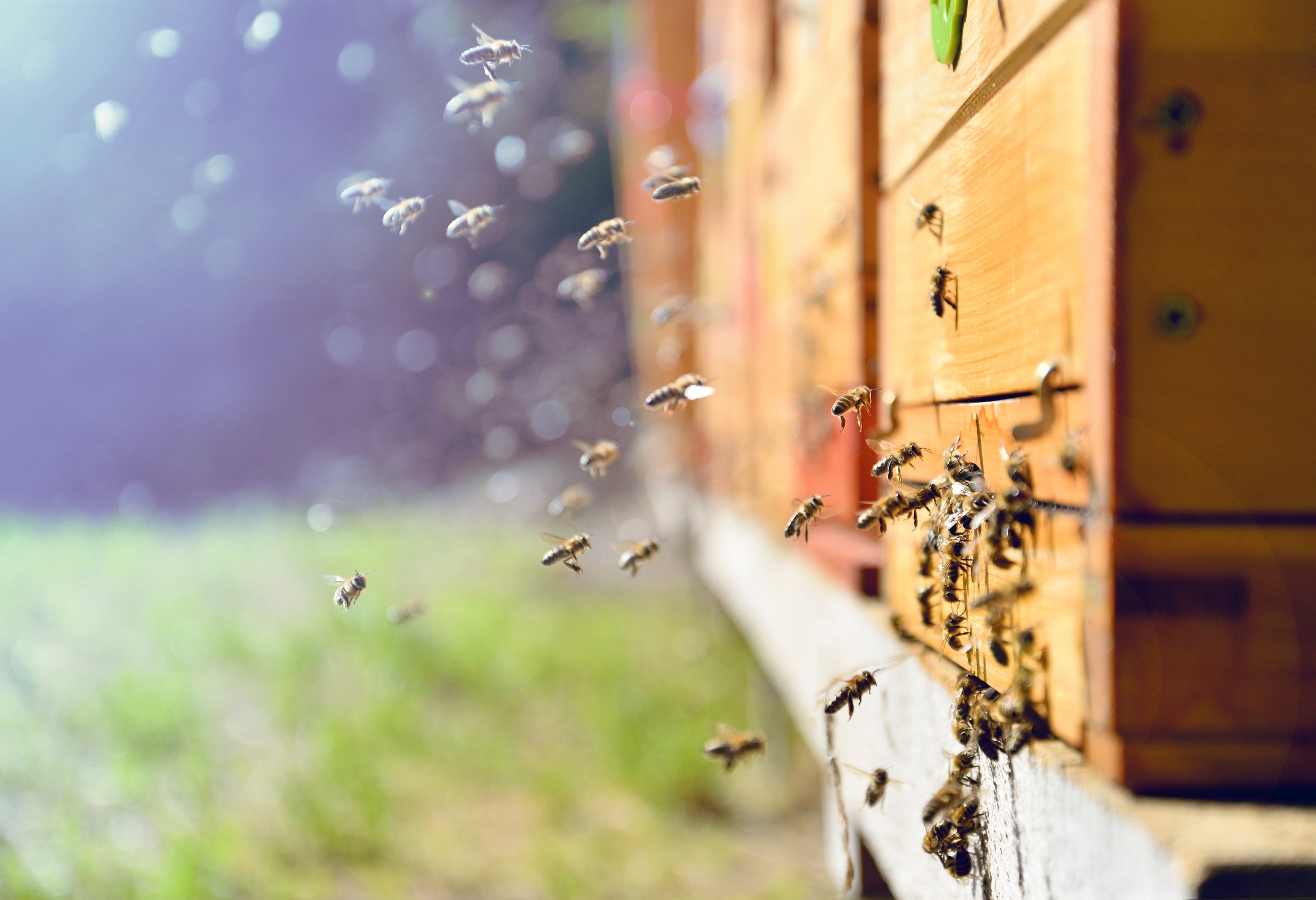 Beekeeping 101