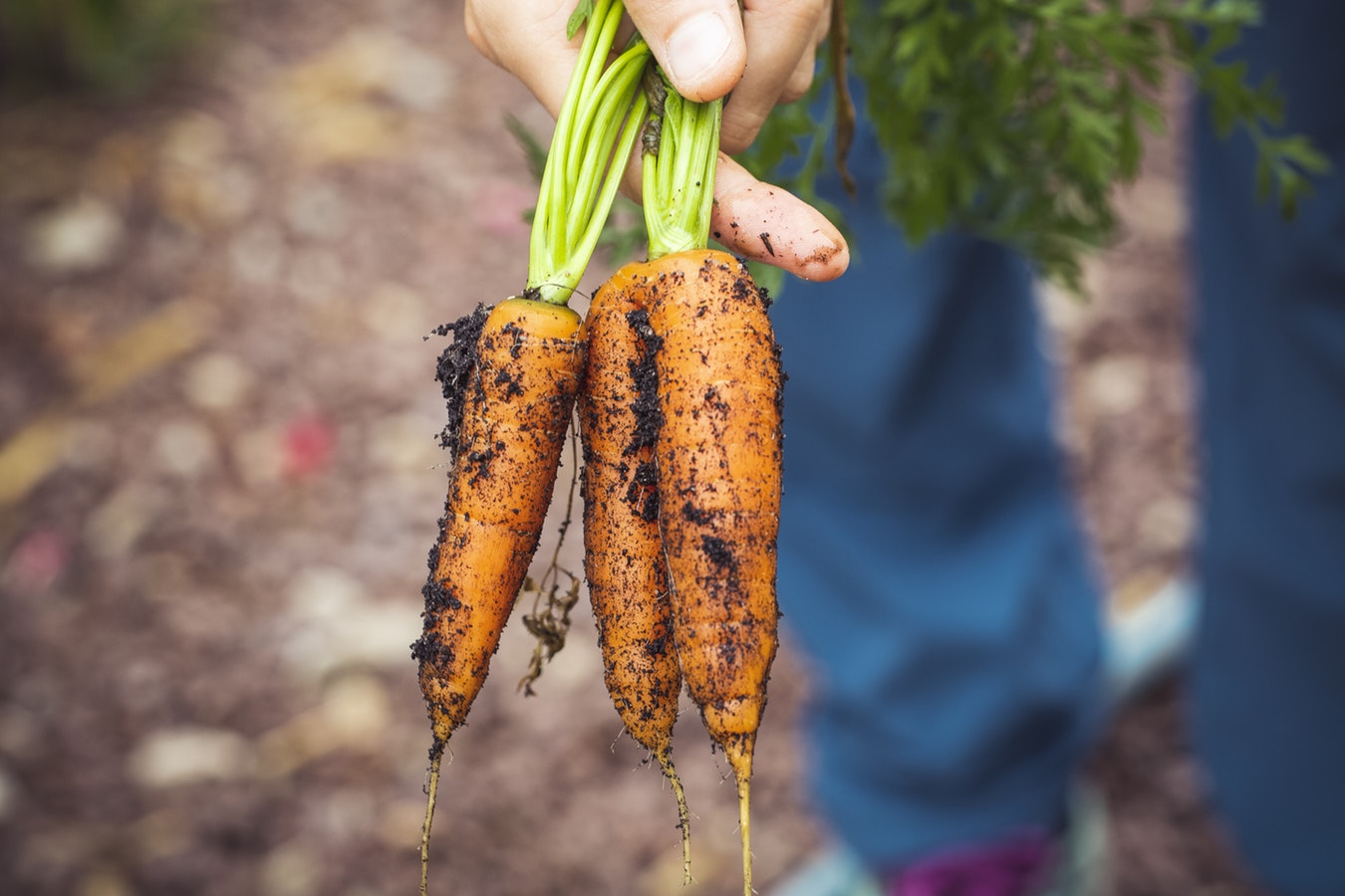 Caracas Carrots