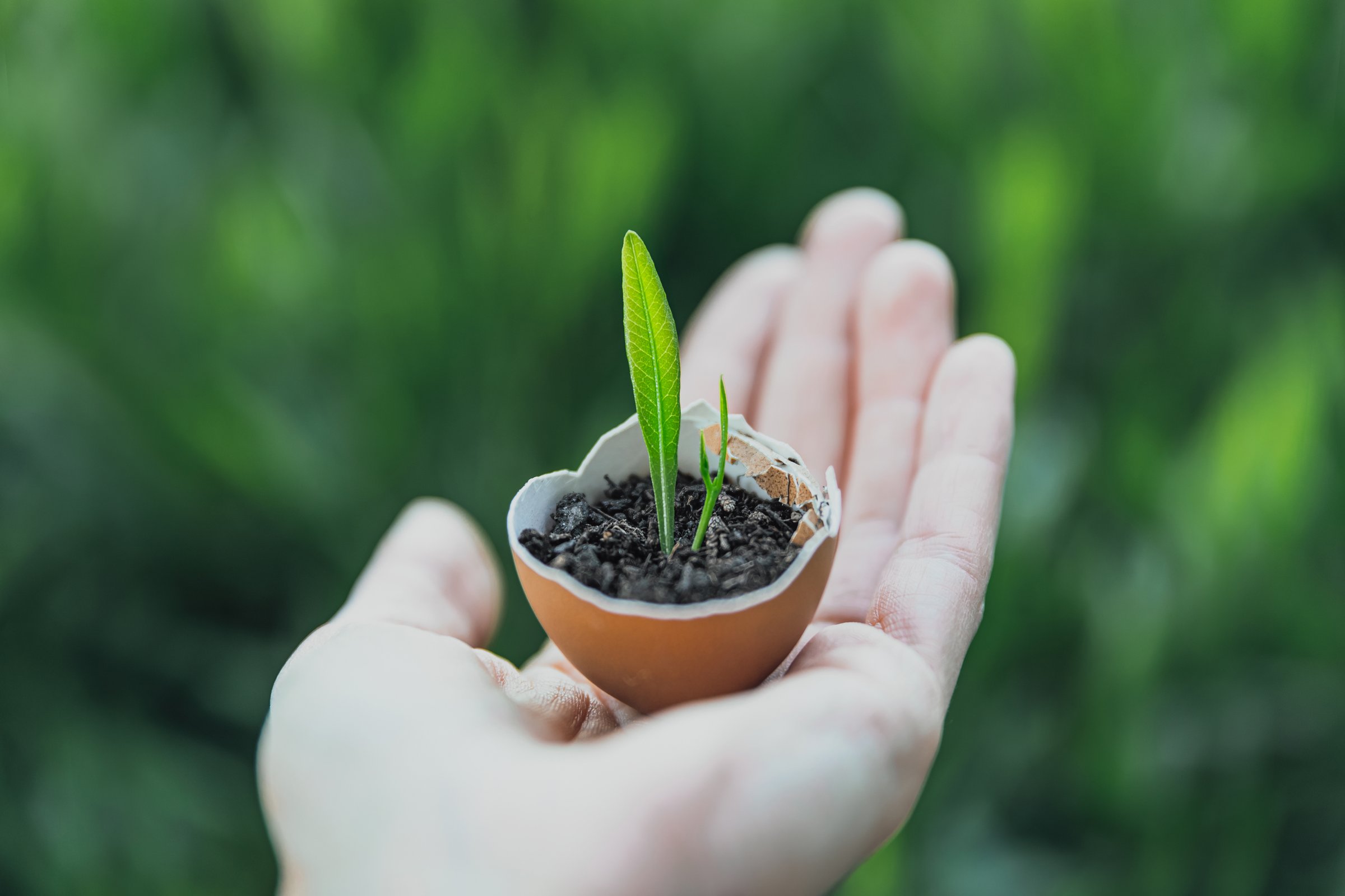 Germinated Plant