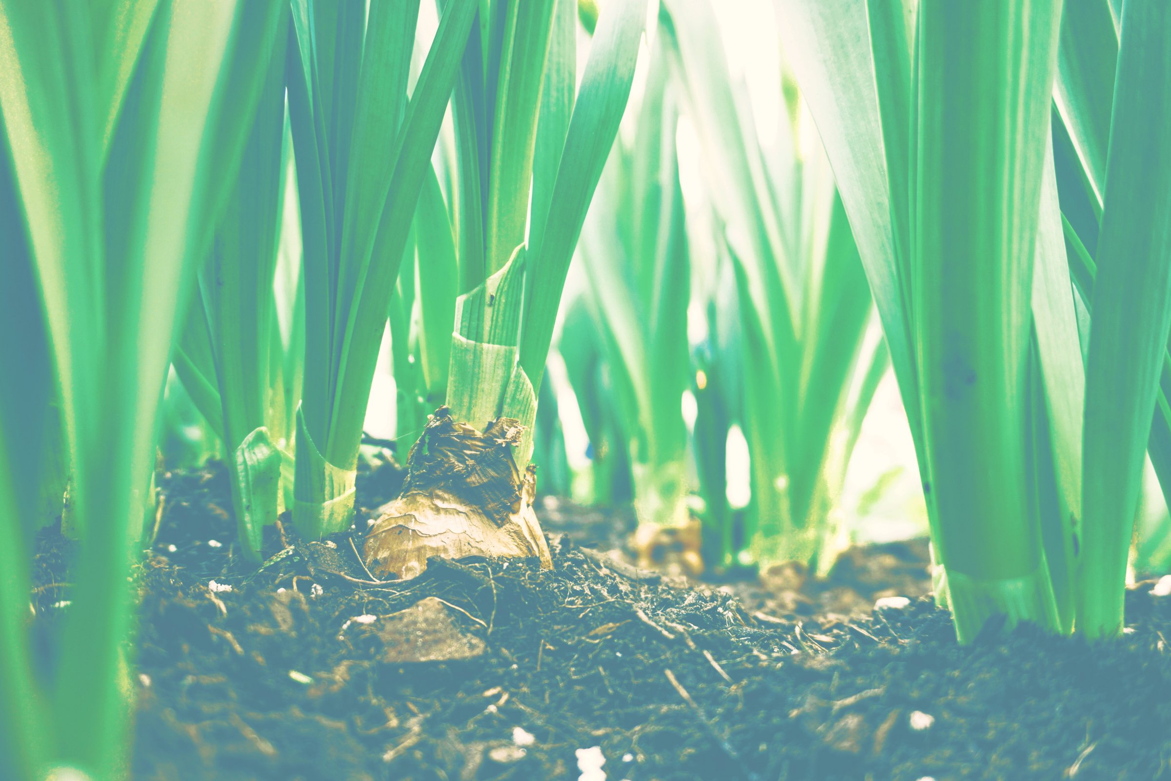 Flower Bulb_edited.jpg