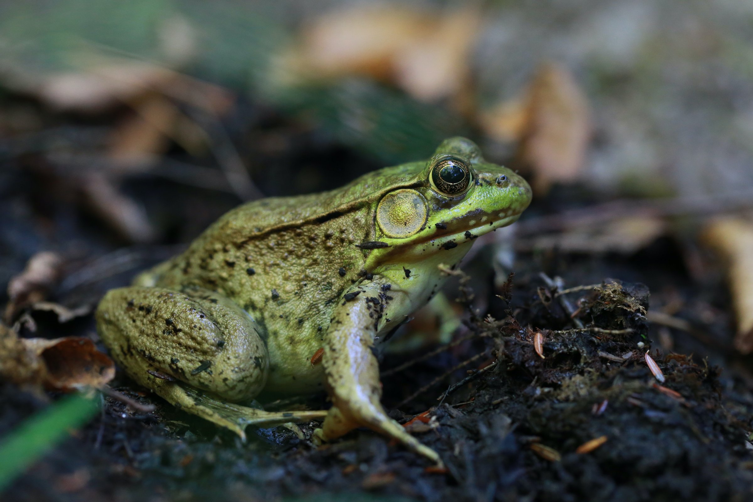 Image by Gary Yost